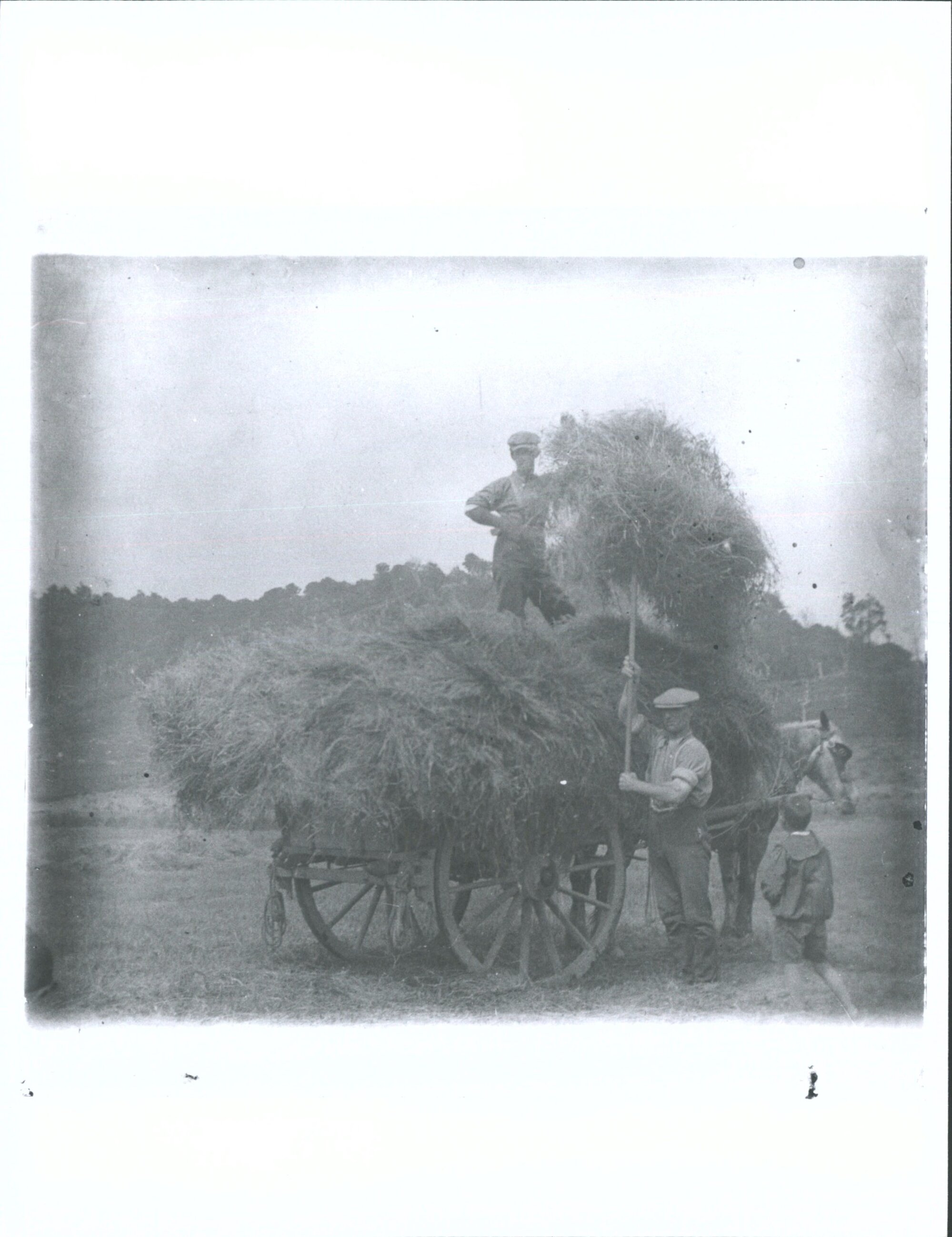 Carting in hay A. Adam on dray