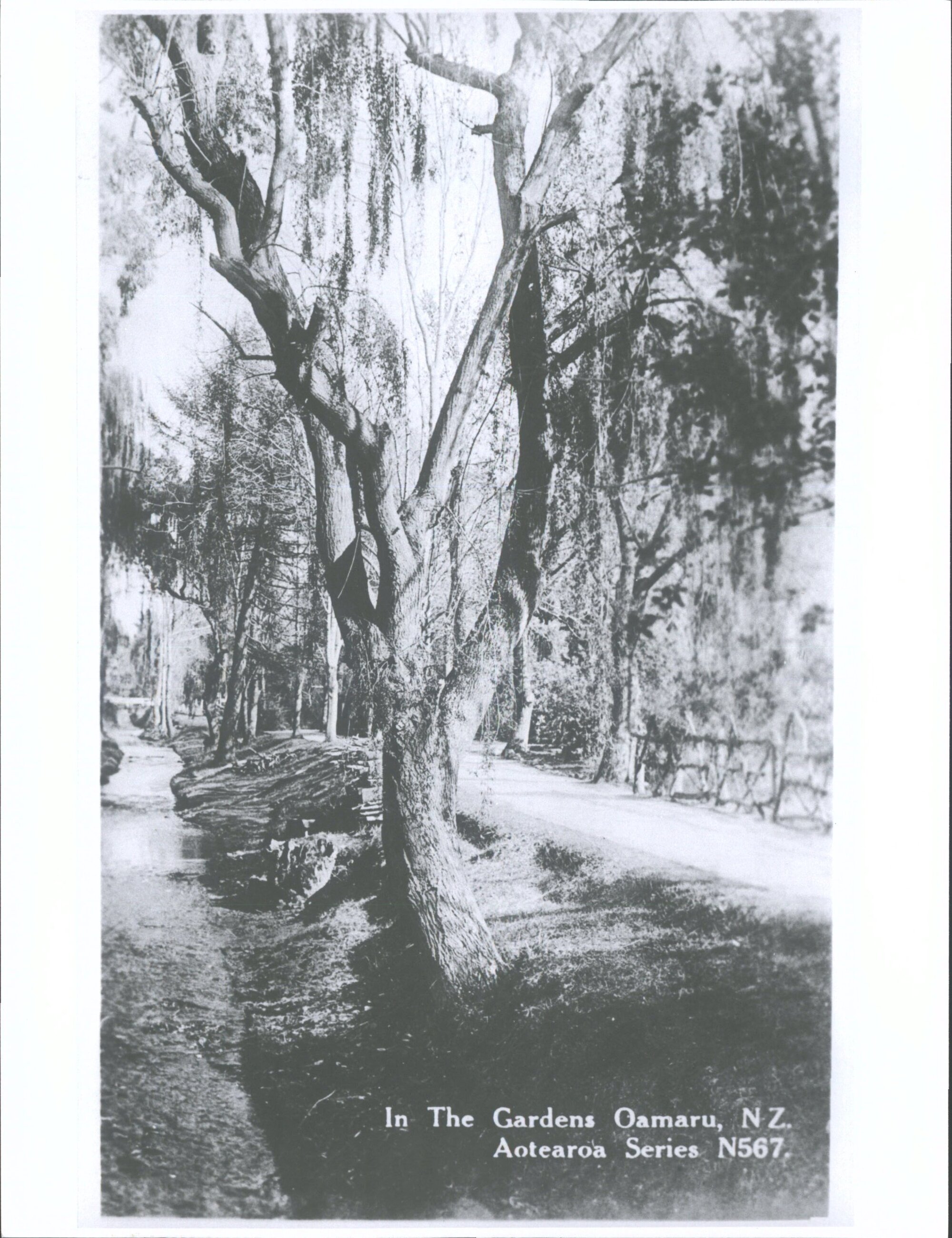 In the Gardens Oamaru, N.Z.