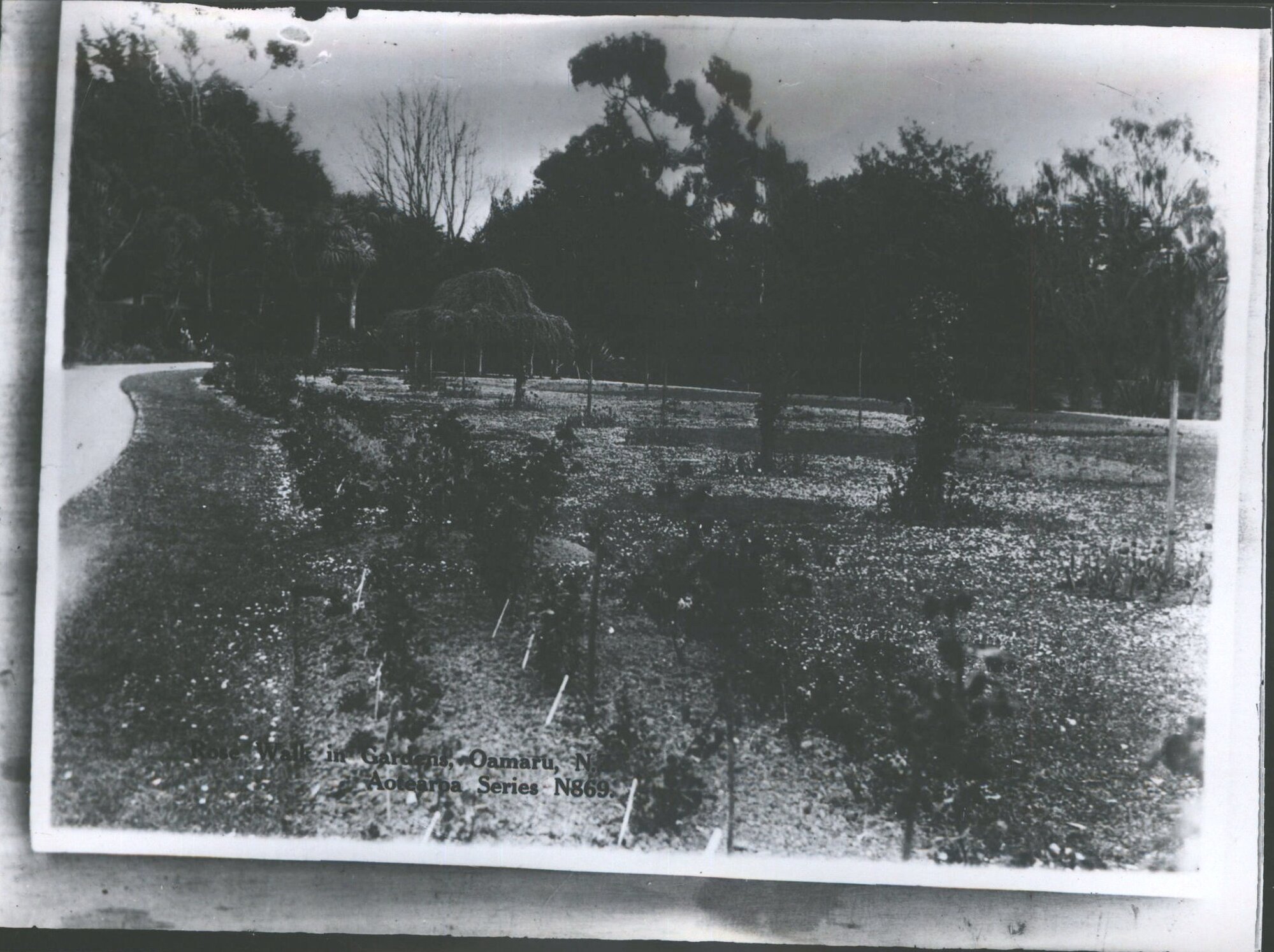 Rose Walk in Gardens, Oamaru, N.Z.
