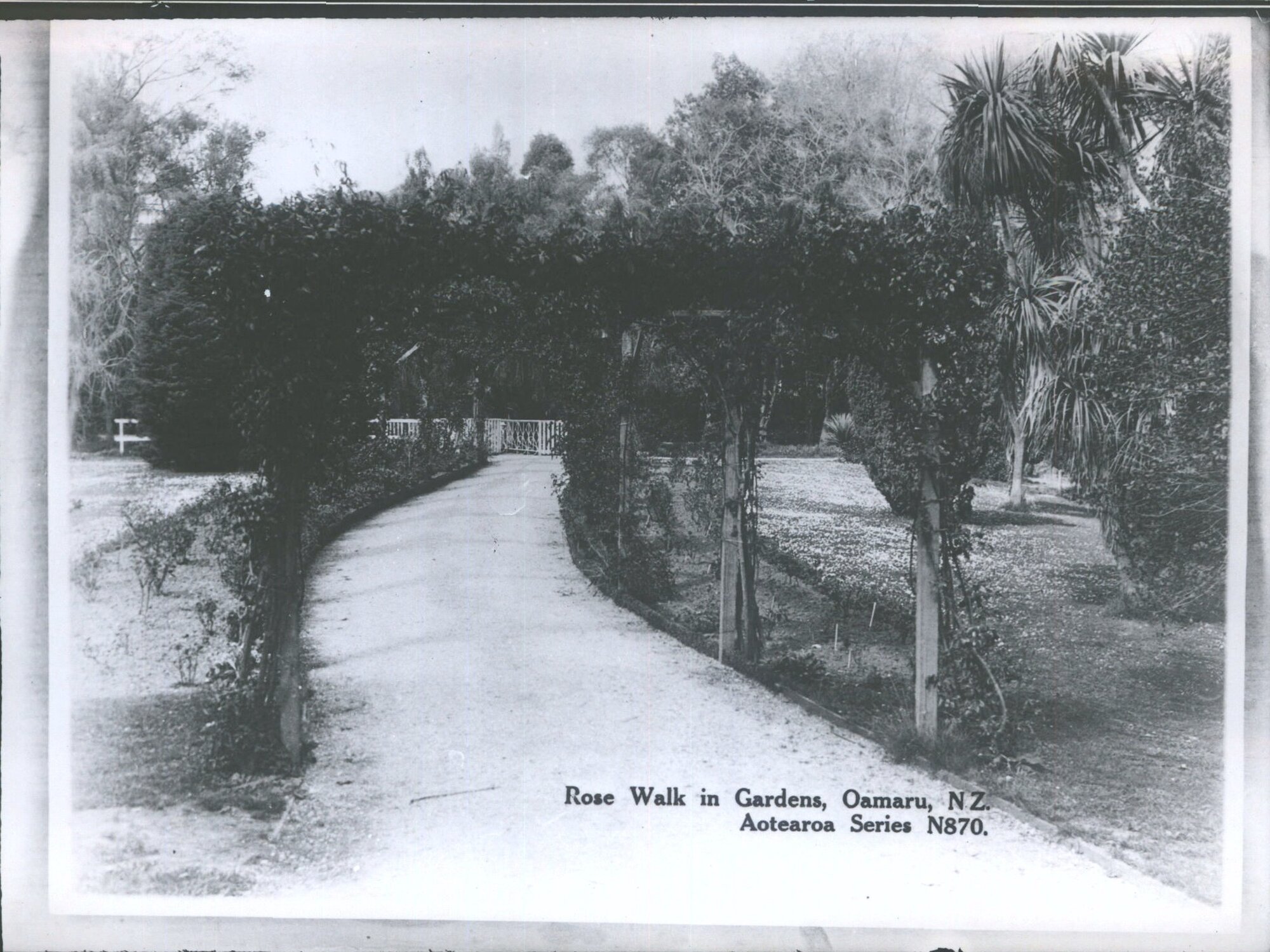 Rose Walk in Gardens, Oamaru, N.Z.