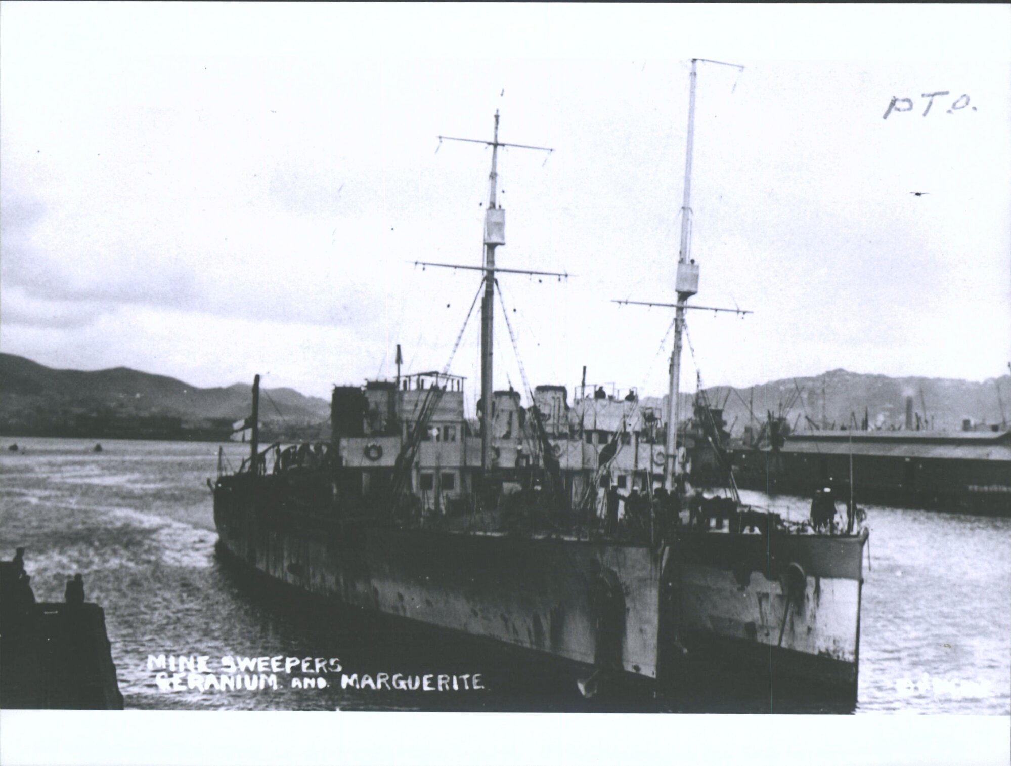 GERANIUM   MARGUERITE