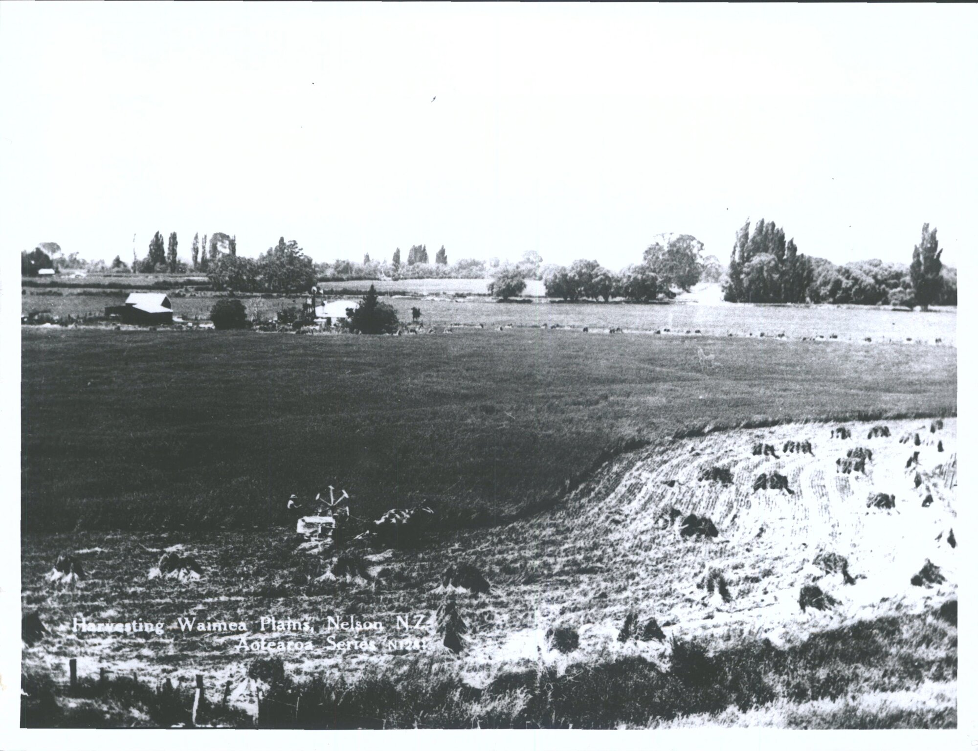 Harvesting, Waimea Plains, Nelson, N.Z.