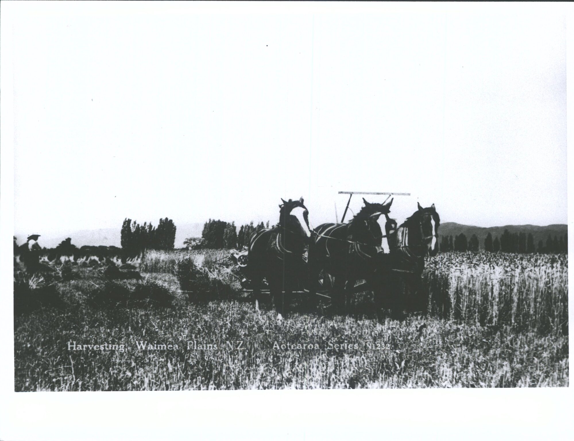 Harvesting, Waimea Plains, N.Z.