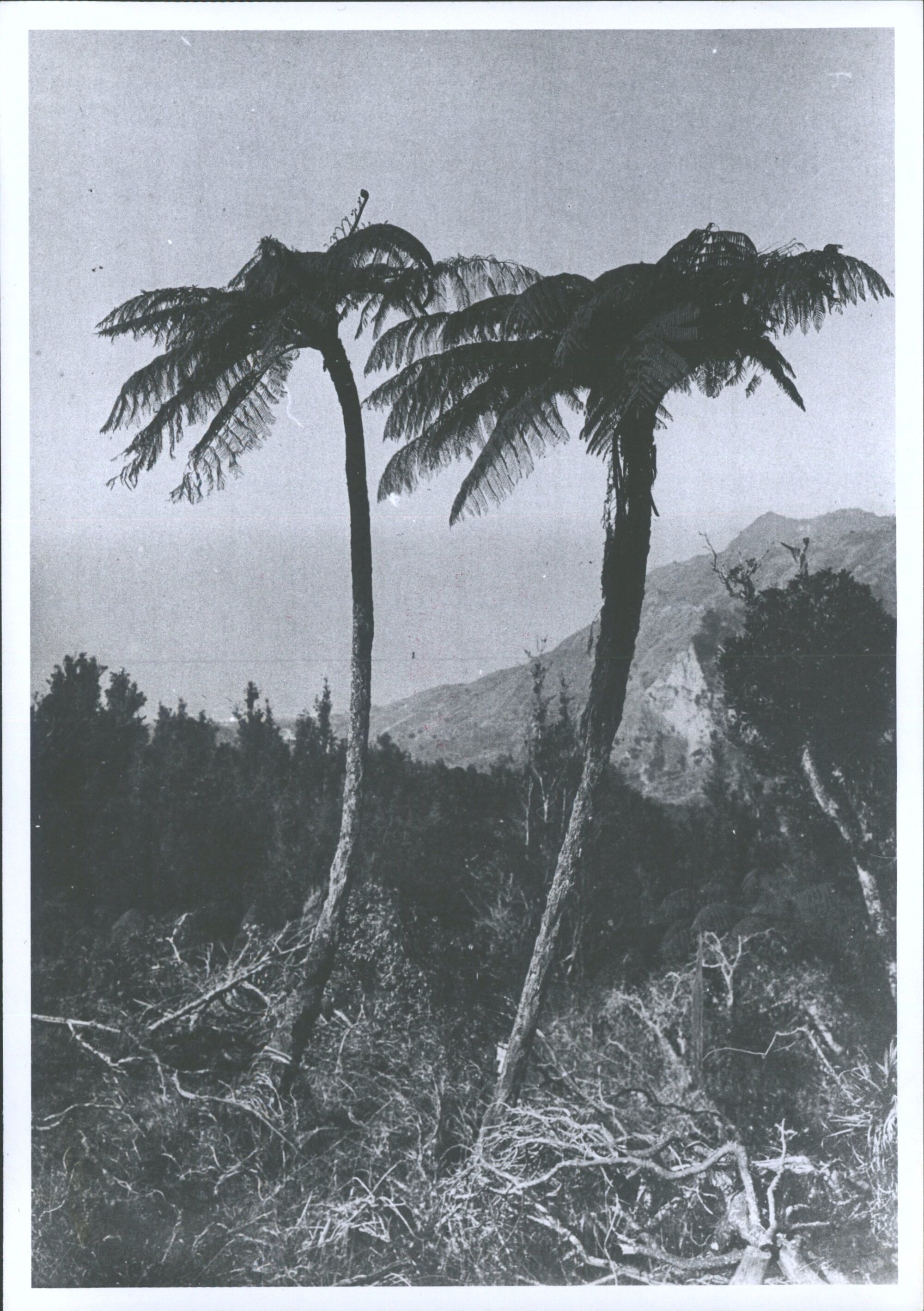 Two Trees near Waipiro Bay
