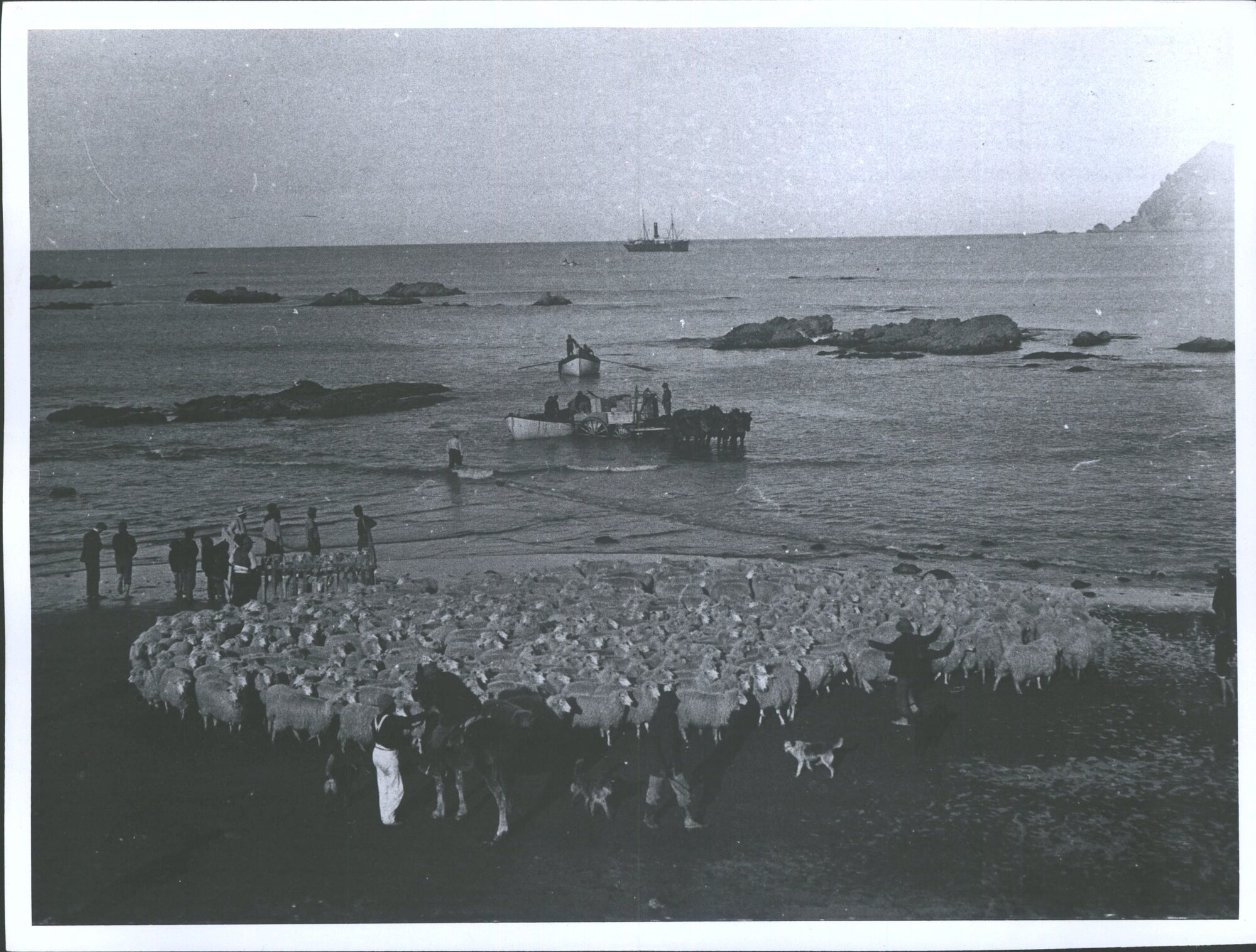 Herding sheep at Waipiro Bay