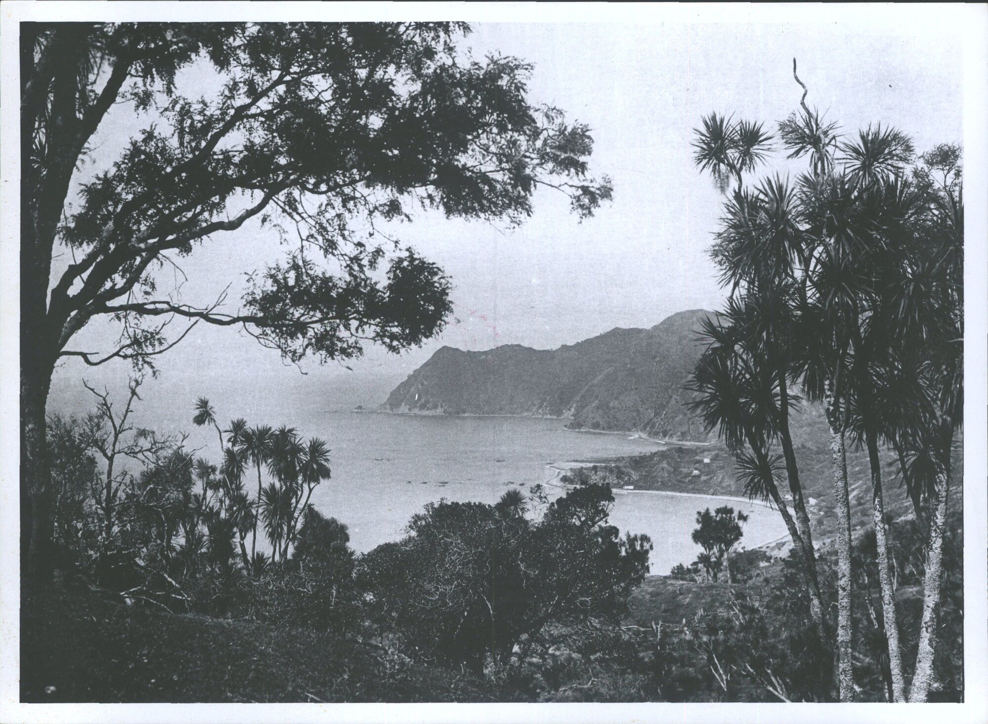 View over Waipiro Bay
