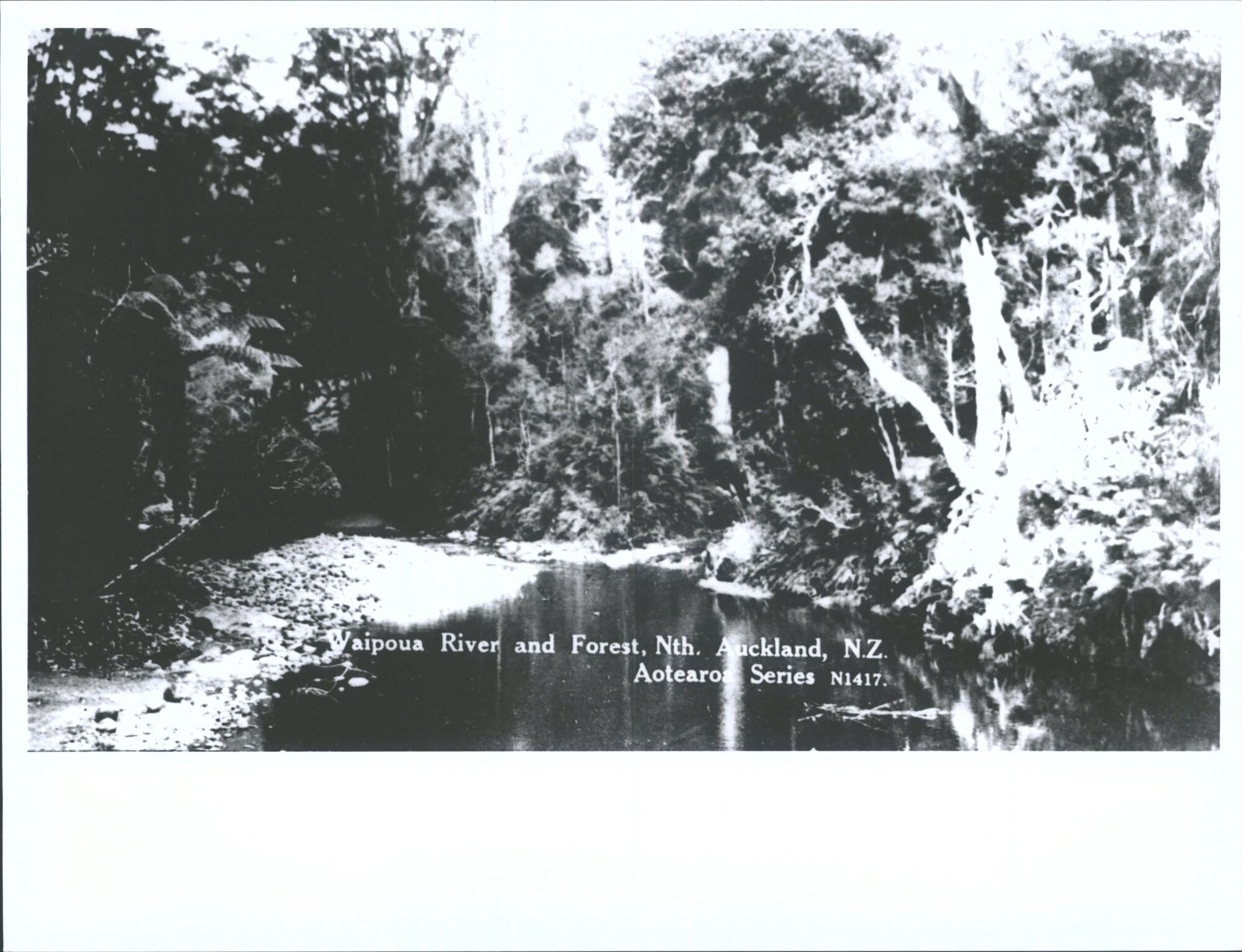 Waipoua River and Forest, North Auckland, N.Z.