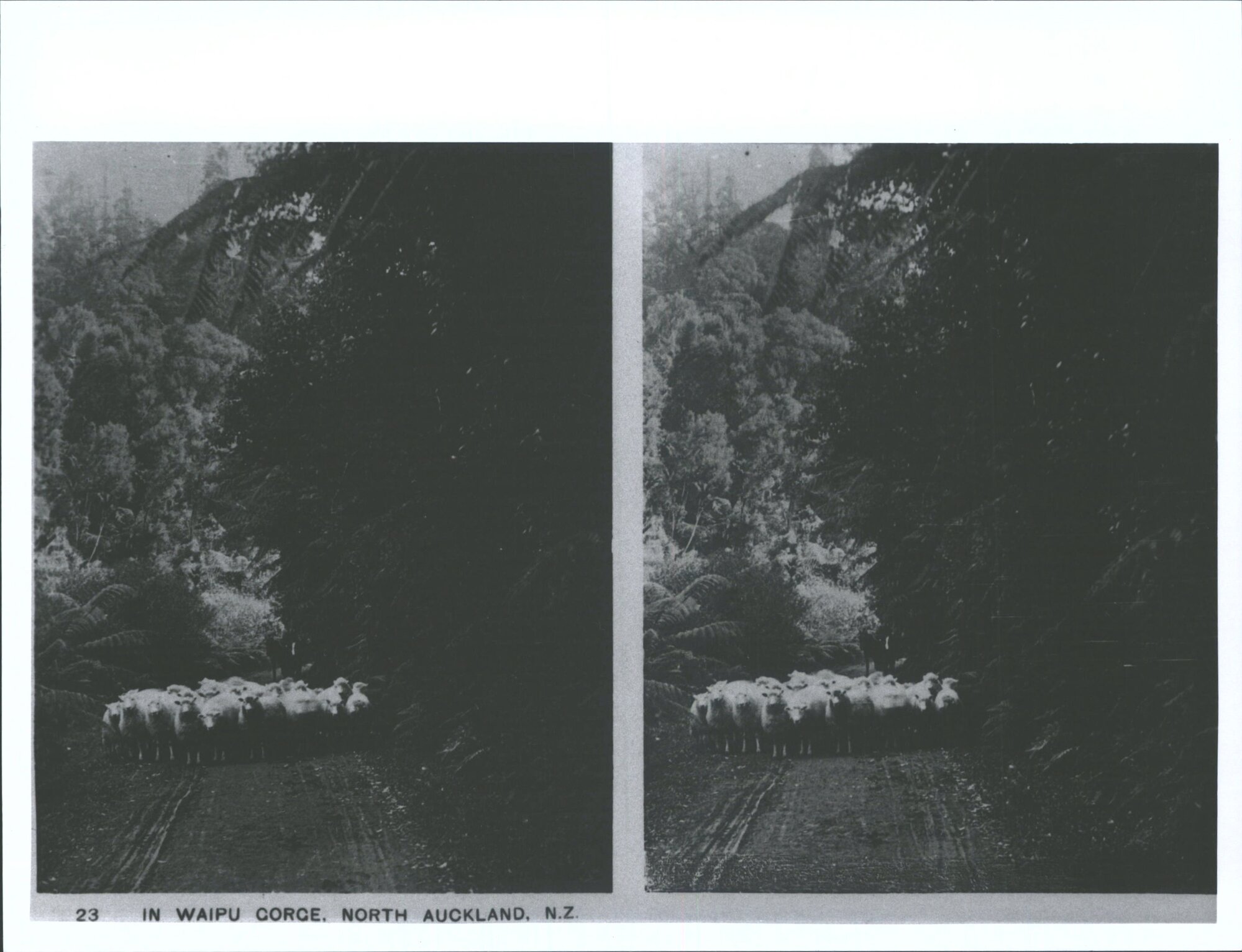 In Waipu Gorge, North Auckland, N.Z.