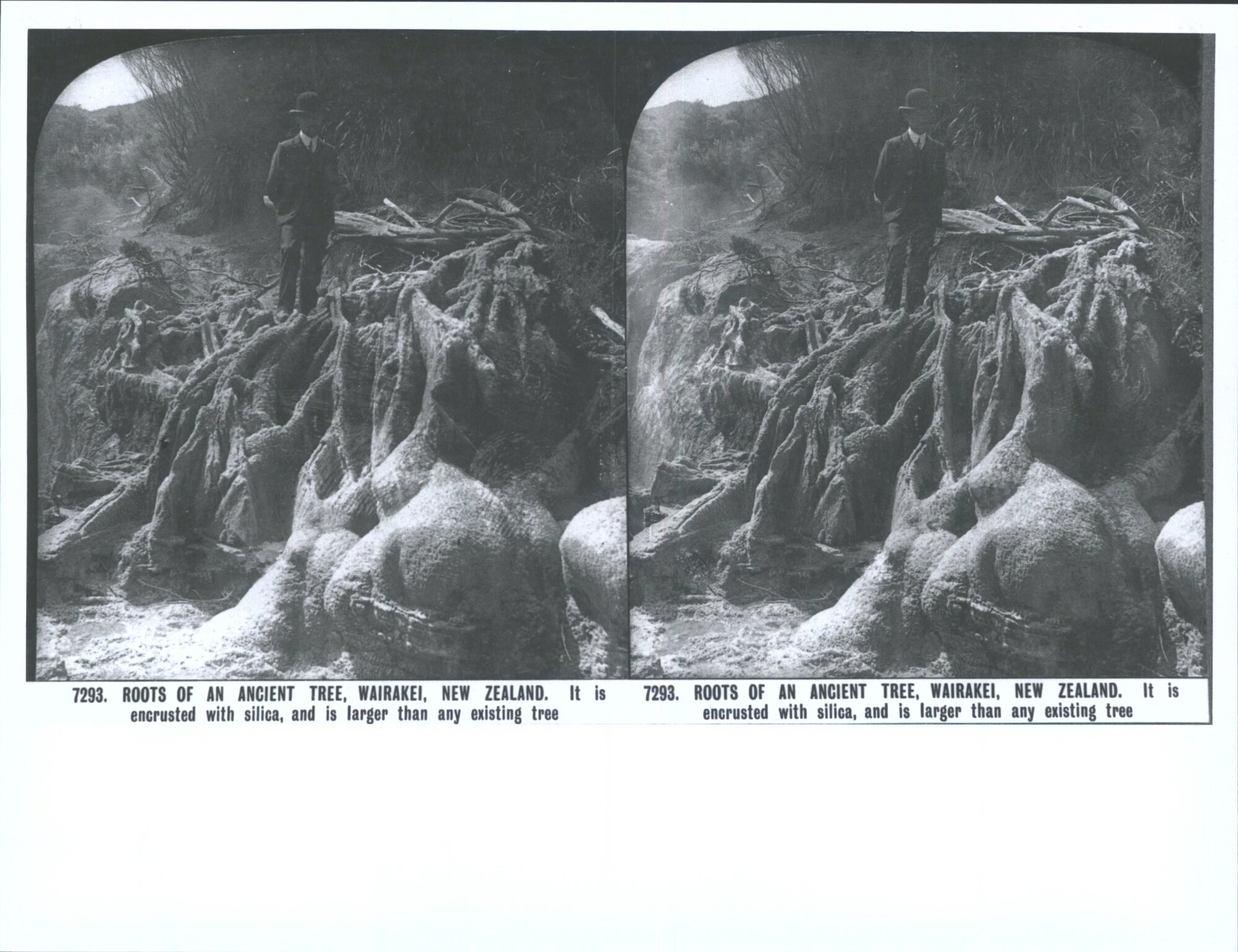 Roots of an Ancient Tree, Wairakei, New Zealand