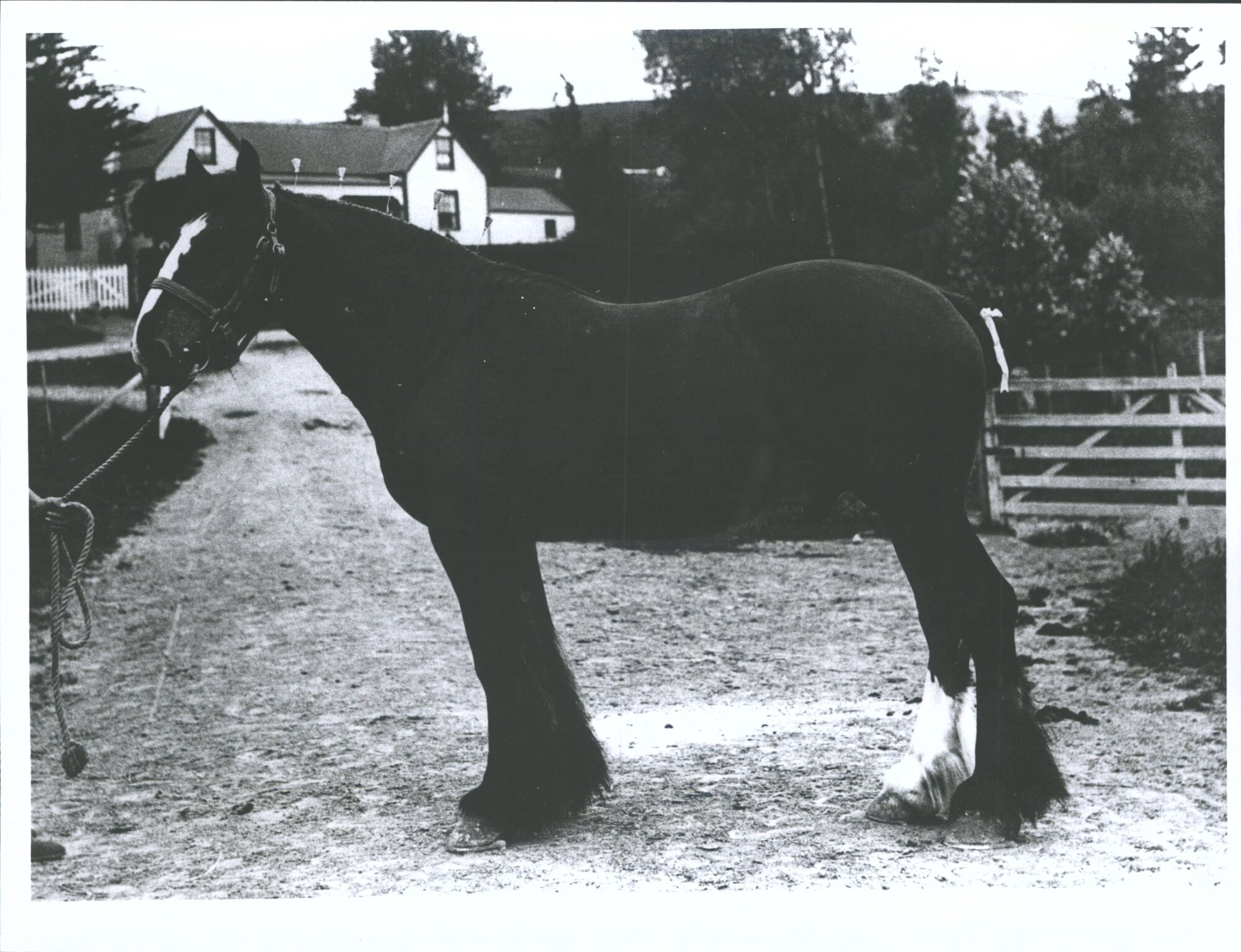 Horse outside Thomson's house.