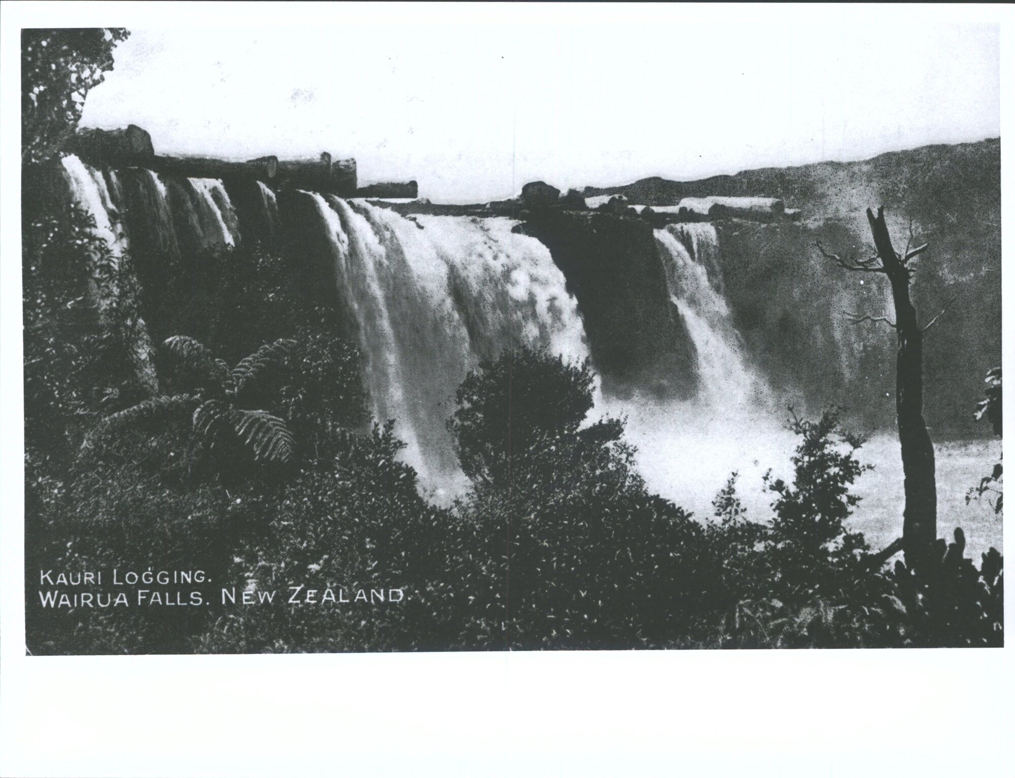 Kauri Logging, Wairua Falls, New Zealand