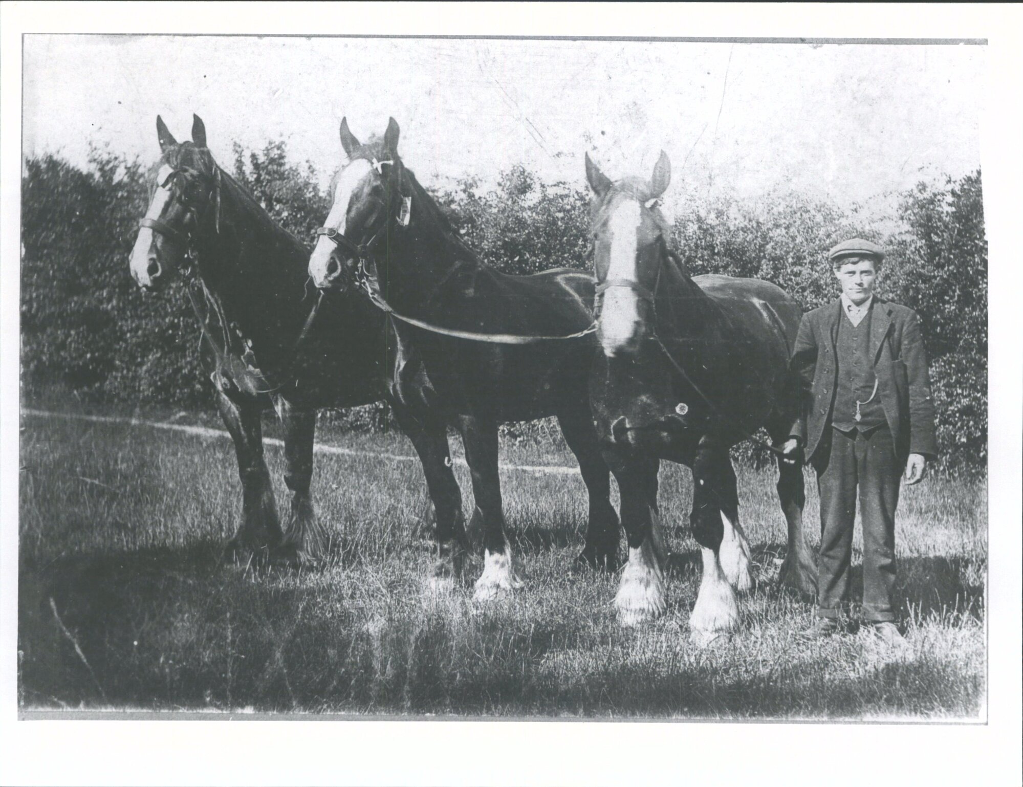 James Cimmonds champion 3 horse team