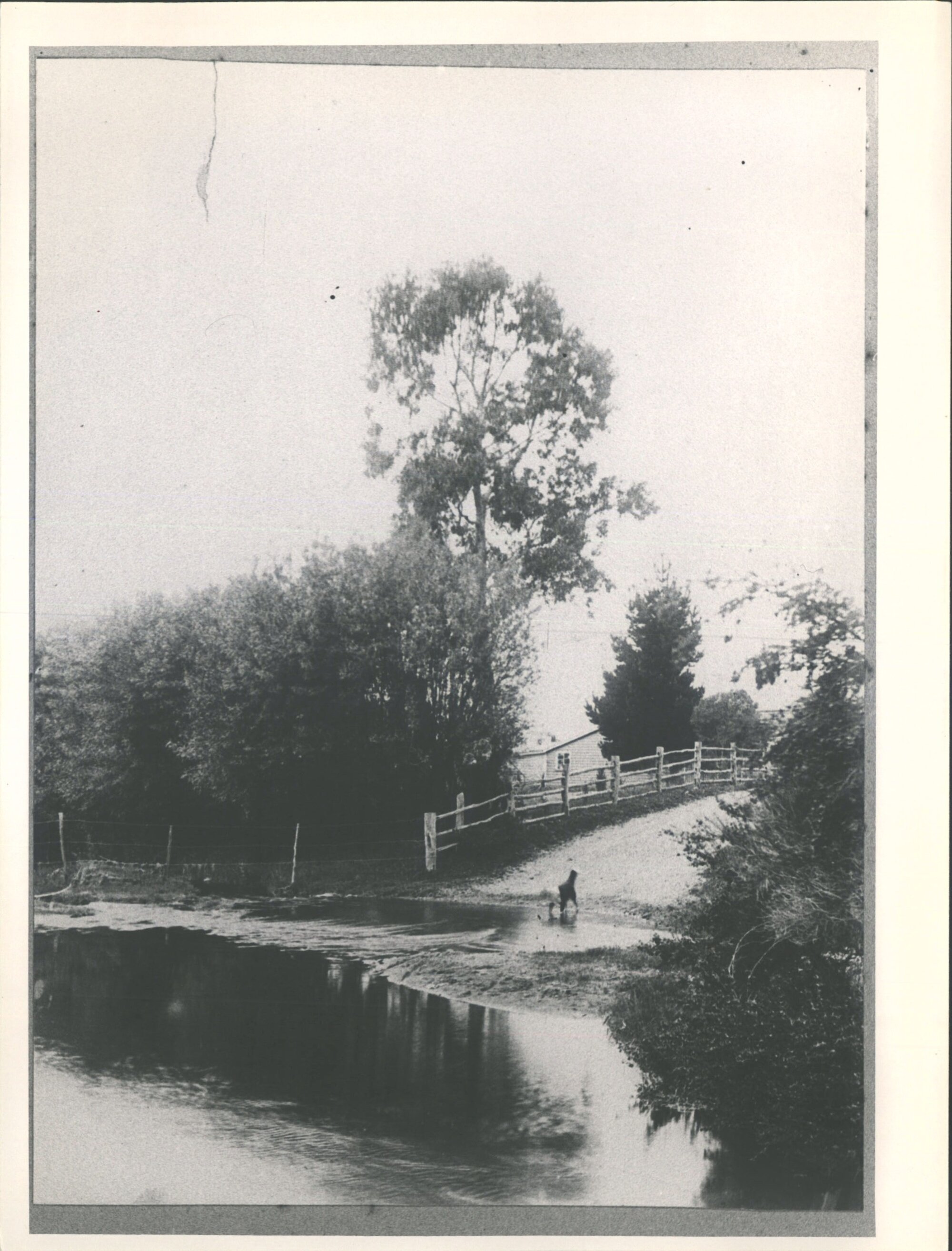 Waitati stream [John McFadzien's Farm?]