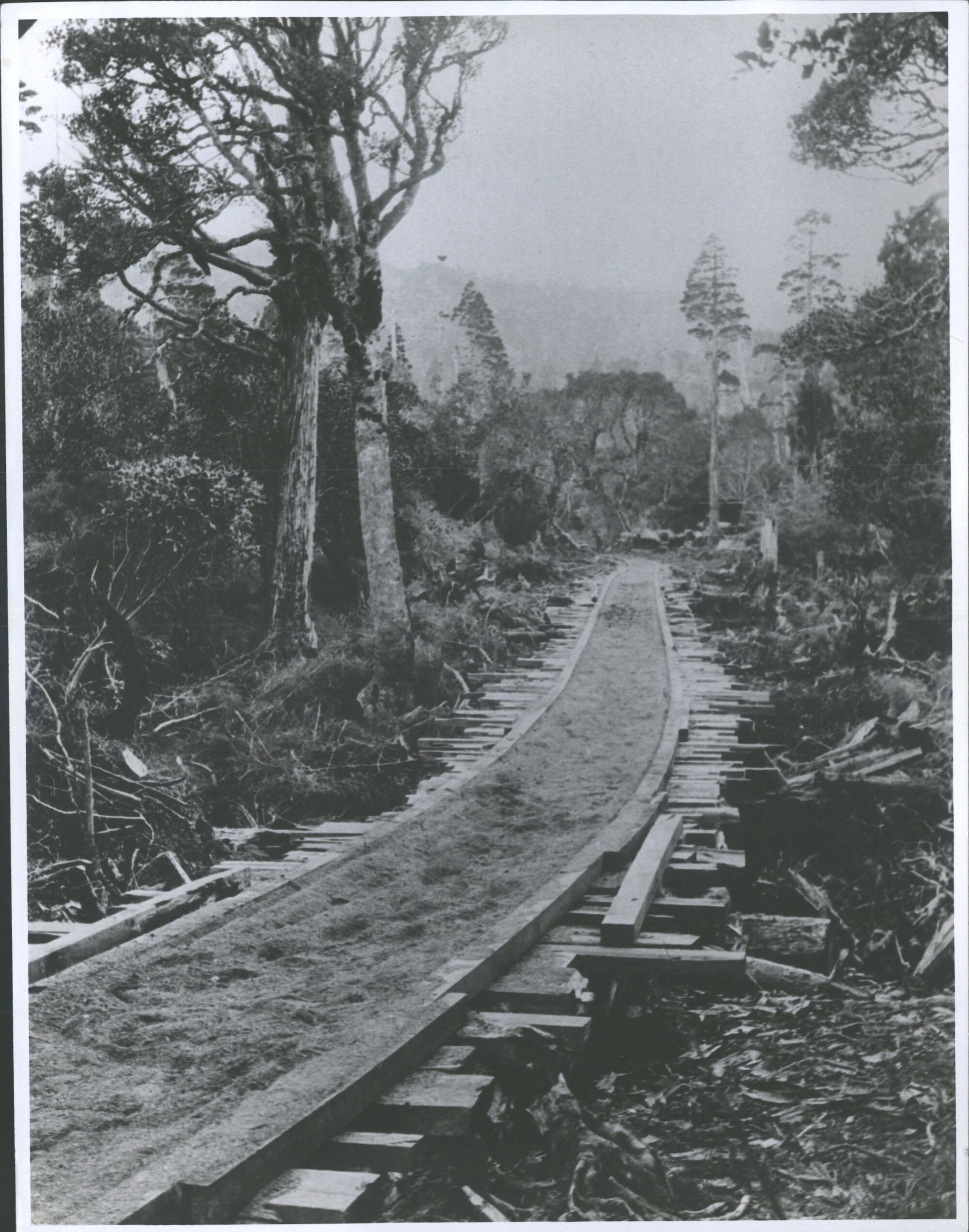 David Booth's Sawmill - Bridge on sawmill tramline