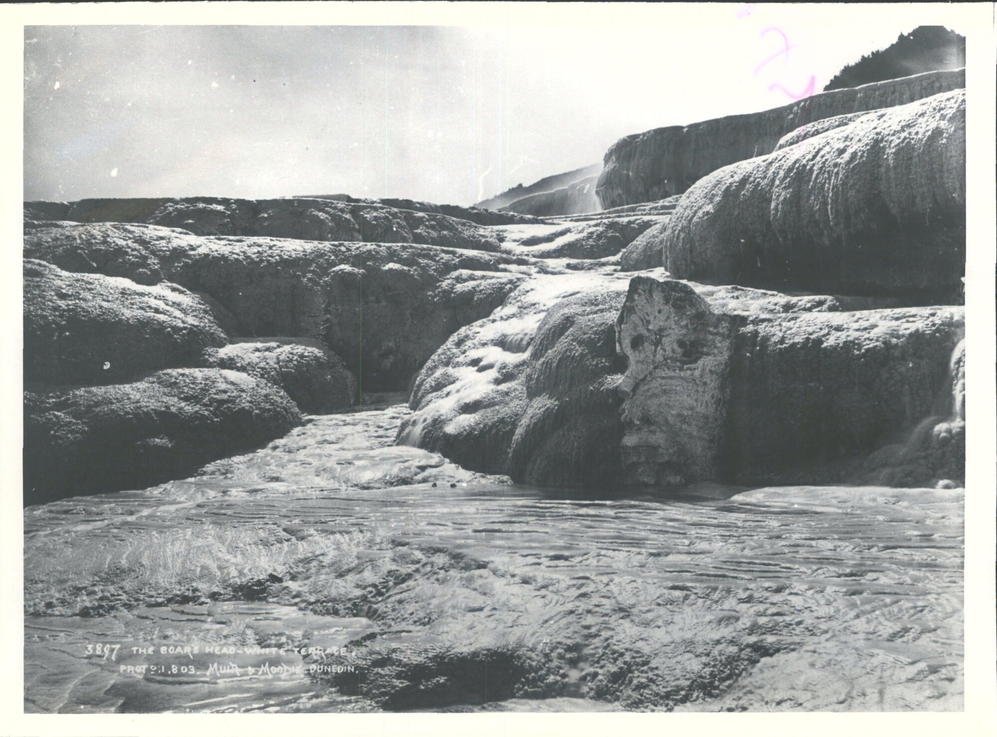 White Terrace - The Boar's Head