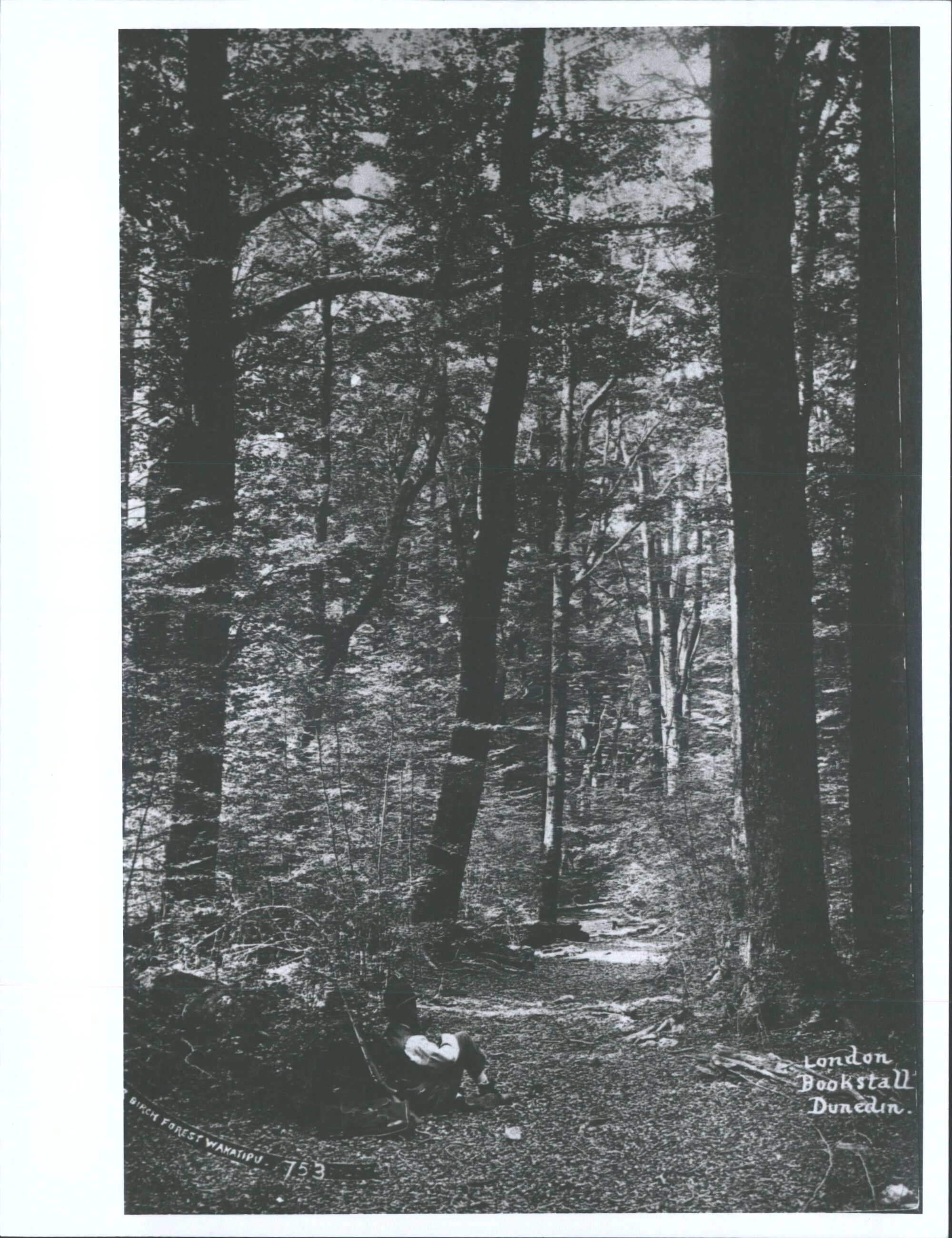 A Silver Birch Forest, Wakatipu