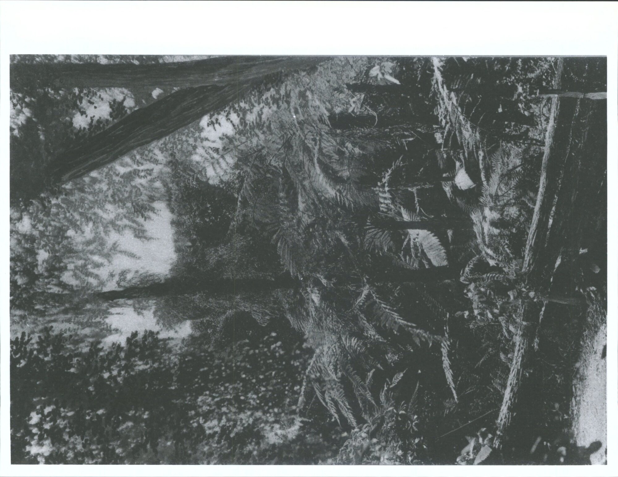 A pretty fern patch in the Victoria Esplanade, Palmerston North, N.Z.