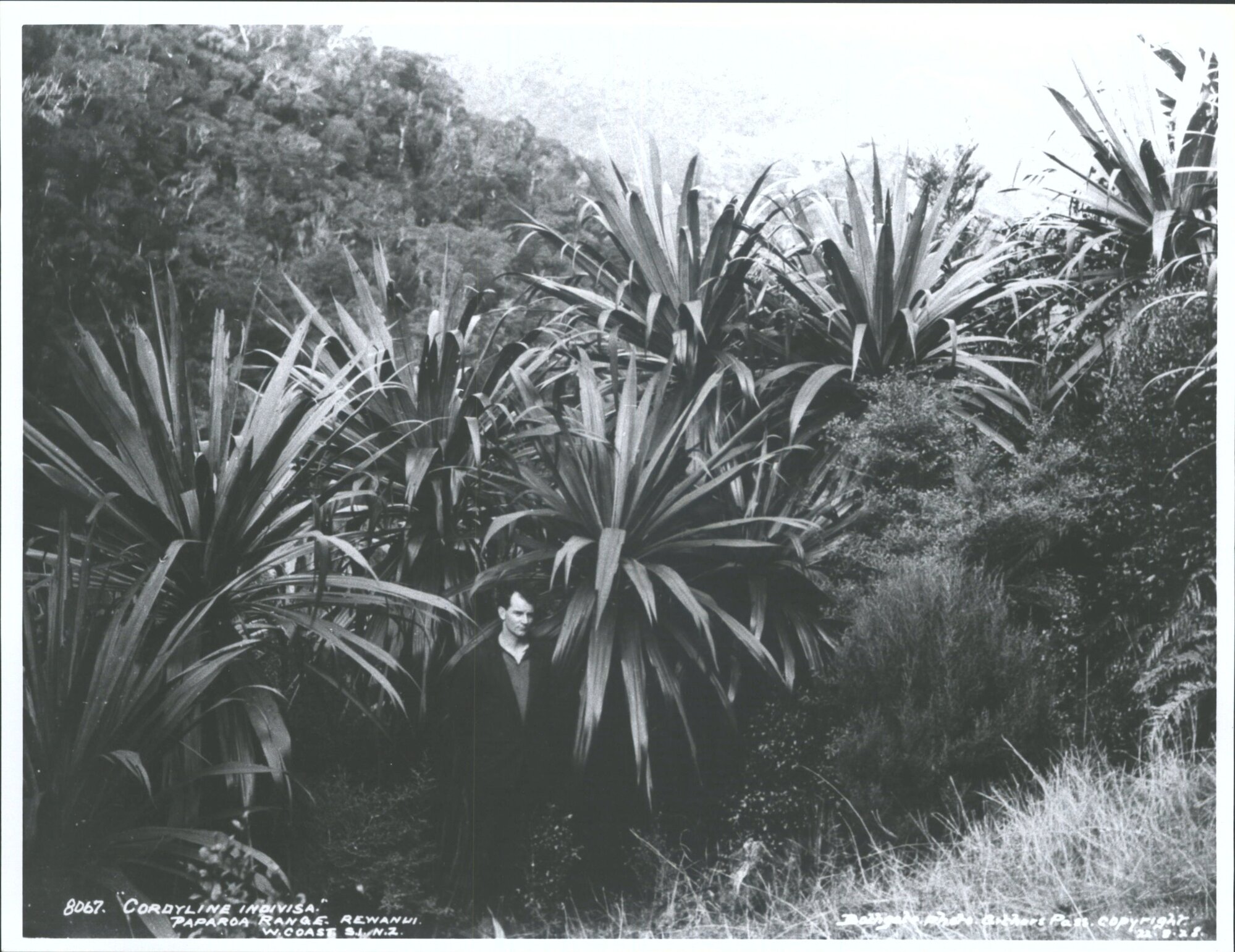 Cordyline indivisa