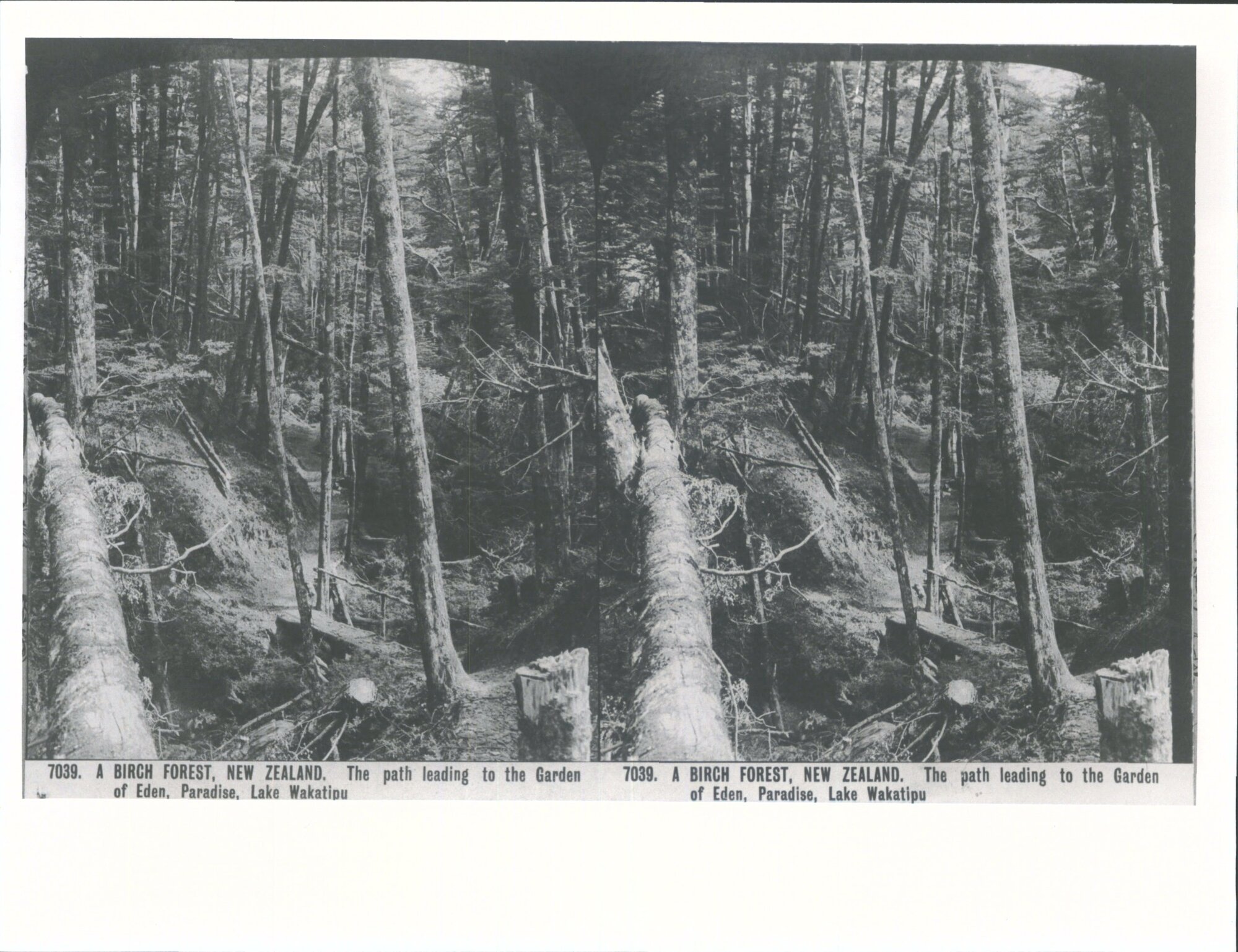 A birch forest, The path leading to the Garden of Eden, Paradise, Lake Wakatipu