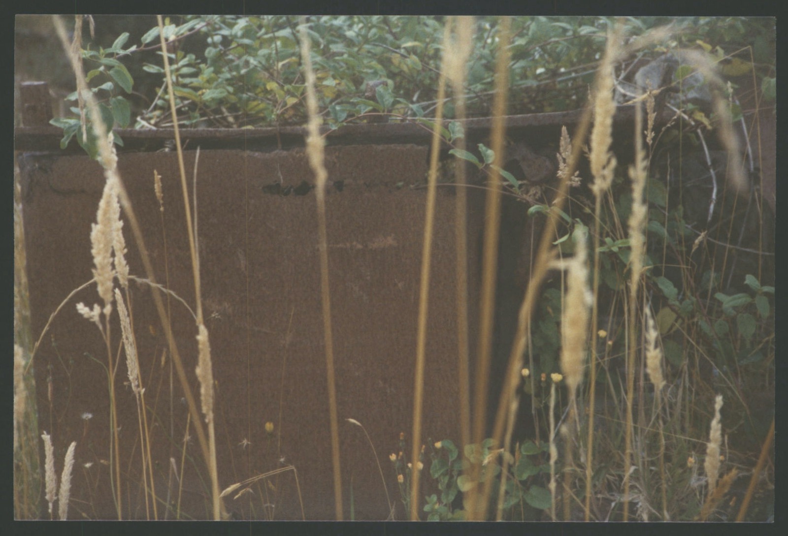 An old stove resting among the weeds