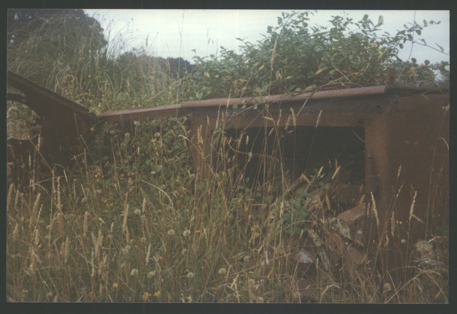 An old stove resting among the weeds