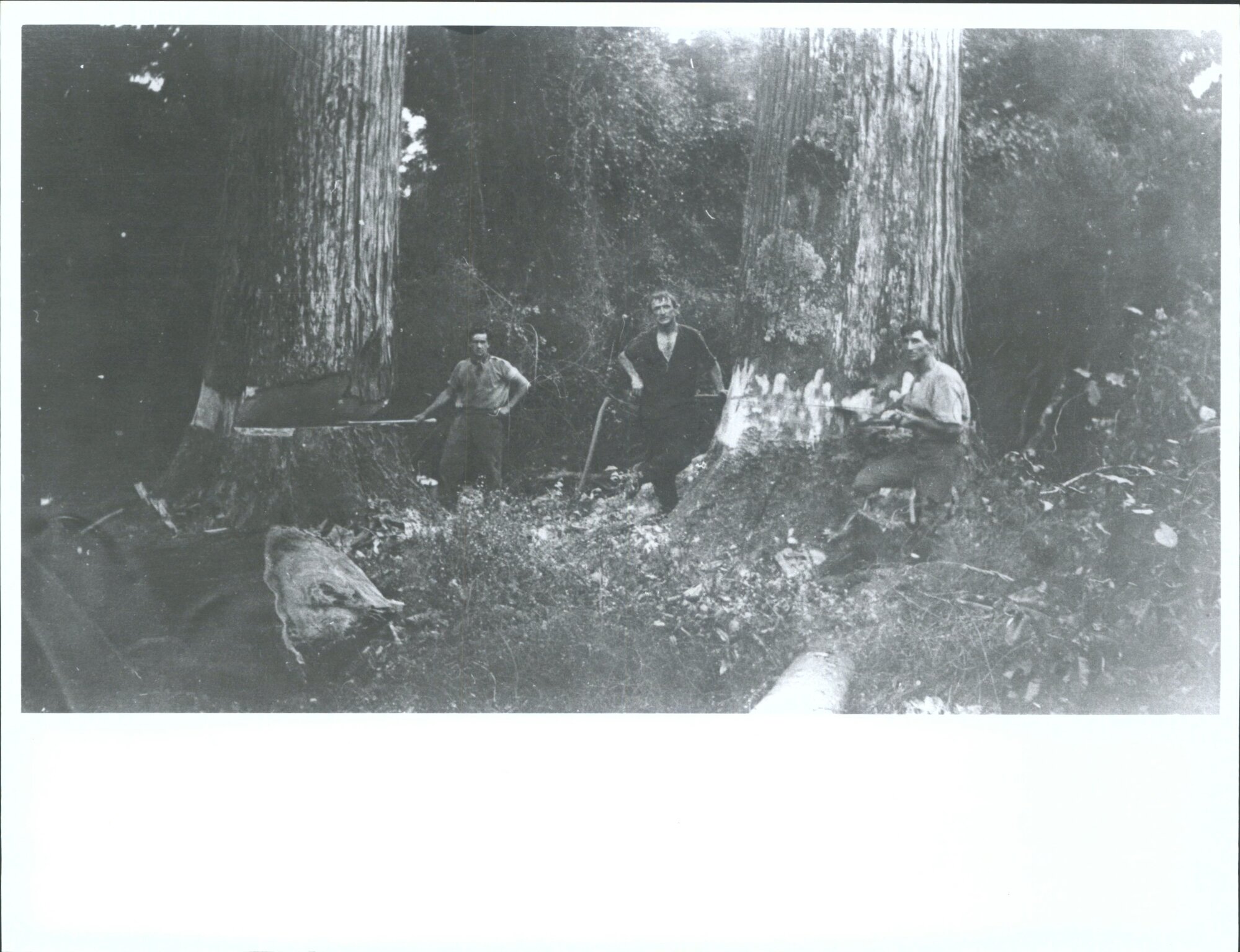 Cutting totara