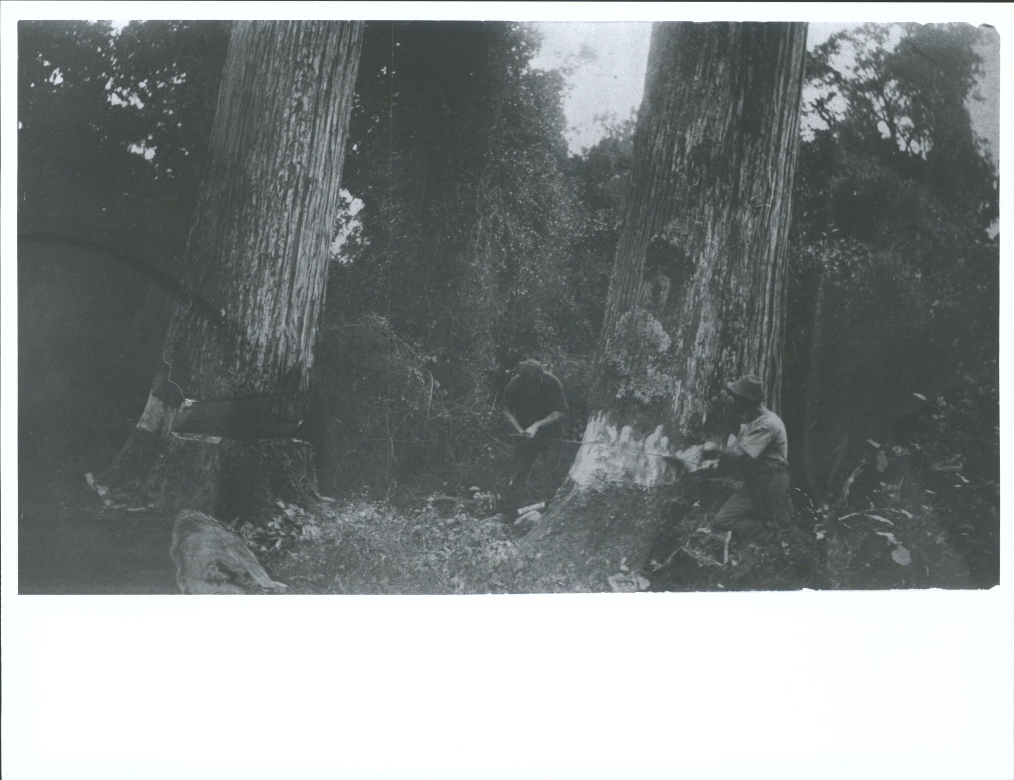 Cutting totara