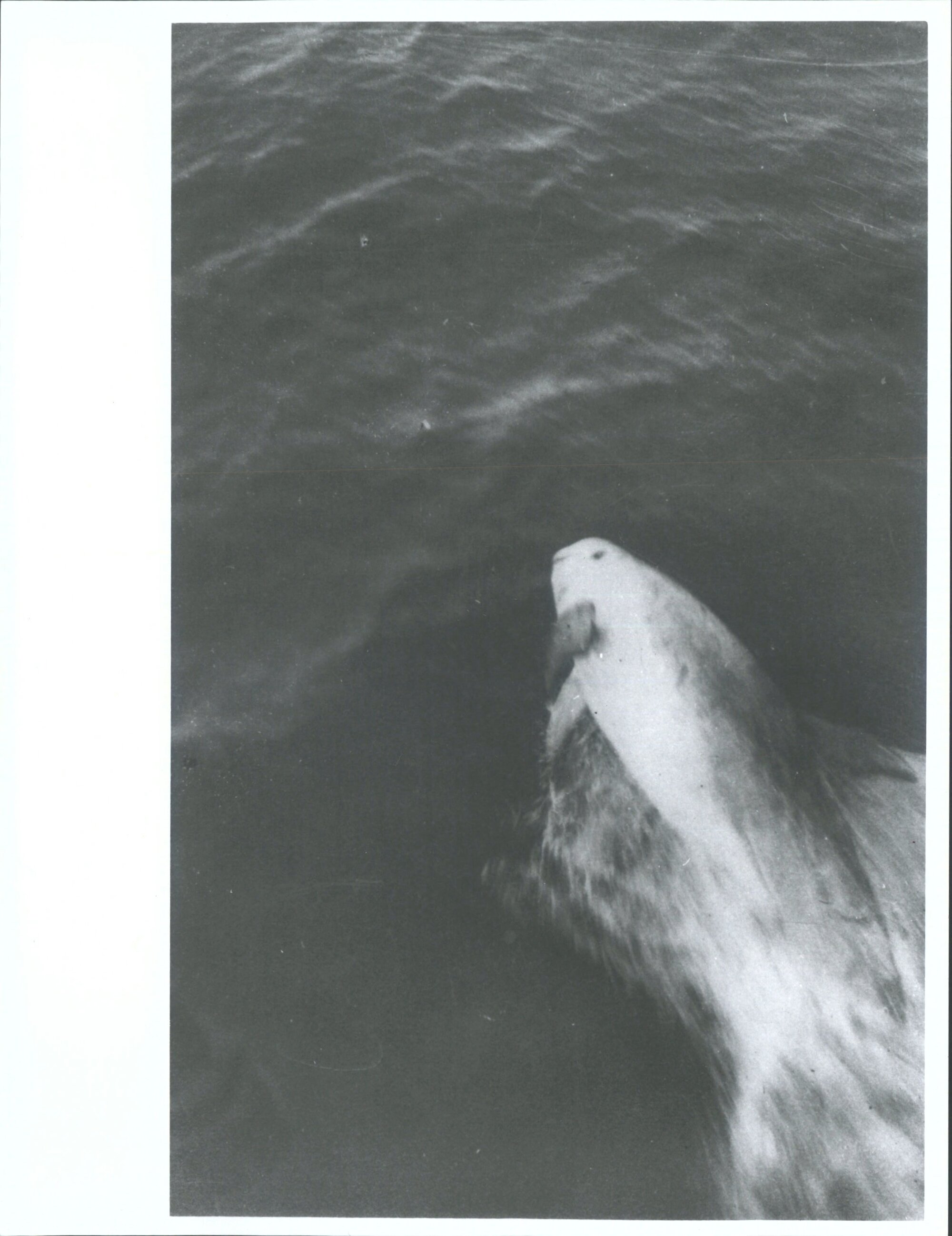 Was the pilot of all steamers through French Pass. On Nelson Wellington run. Has not been seen for some time past