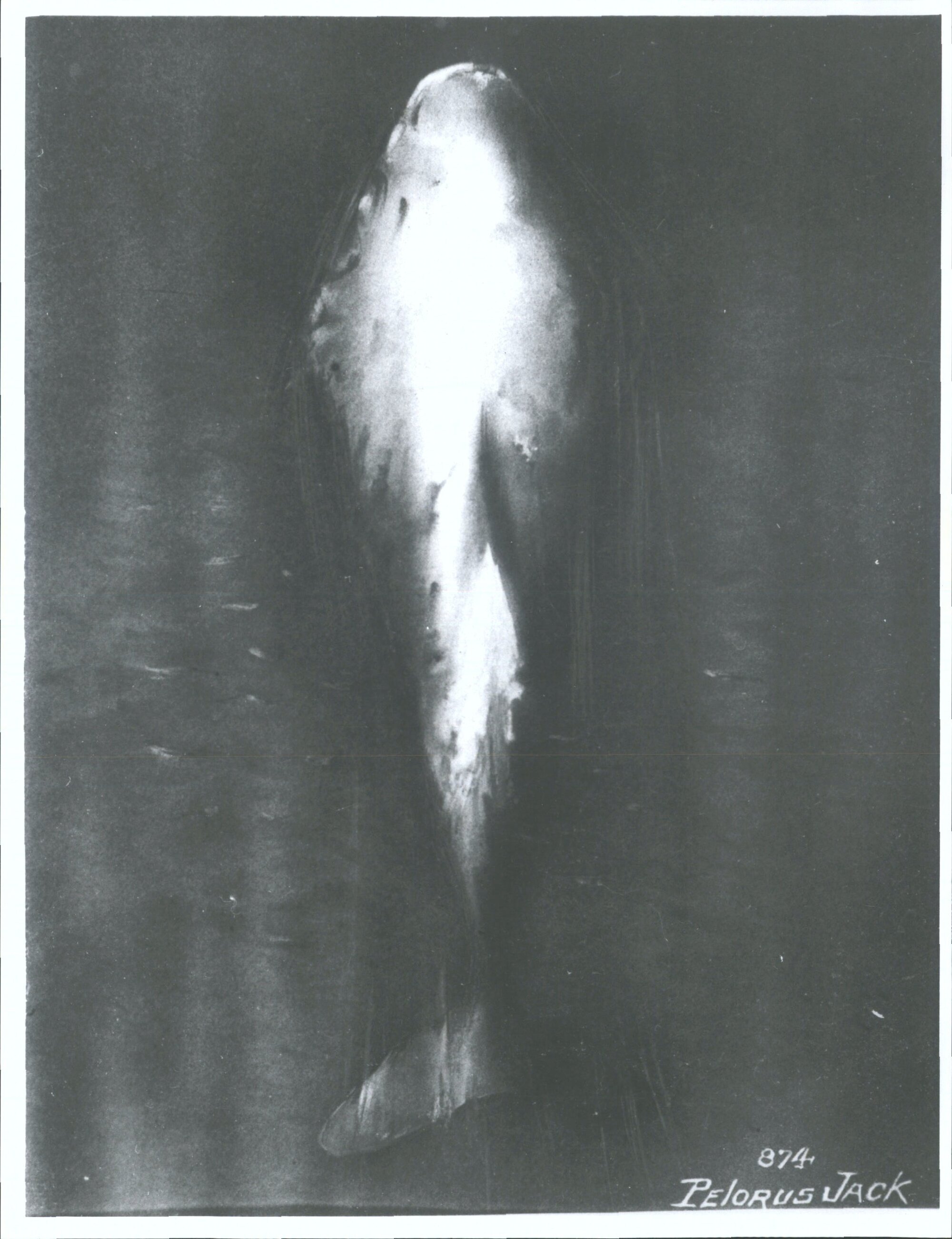 Pelorus Jack