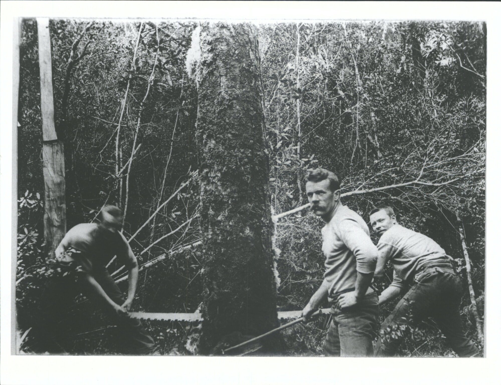Felling a silver pine tree