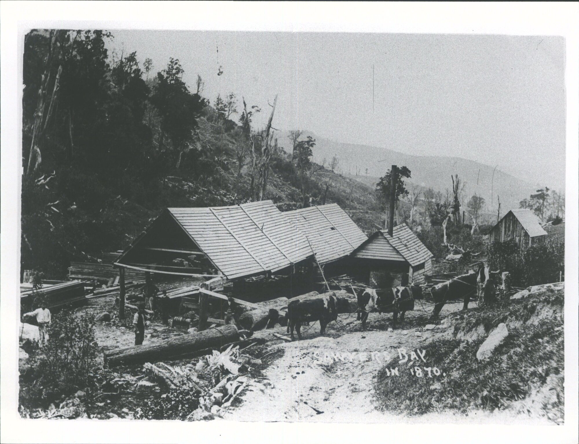 W. Robertson's Mill and J. Stumbles' Bullock Team