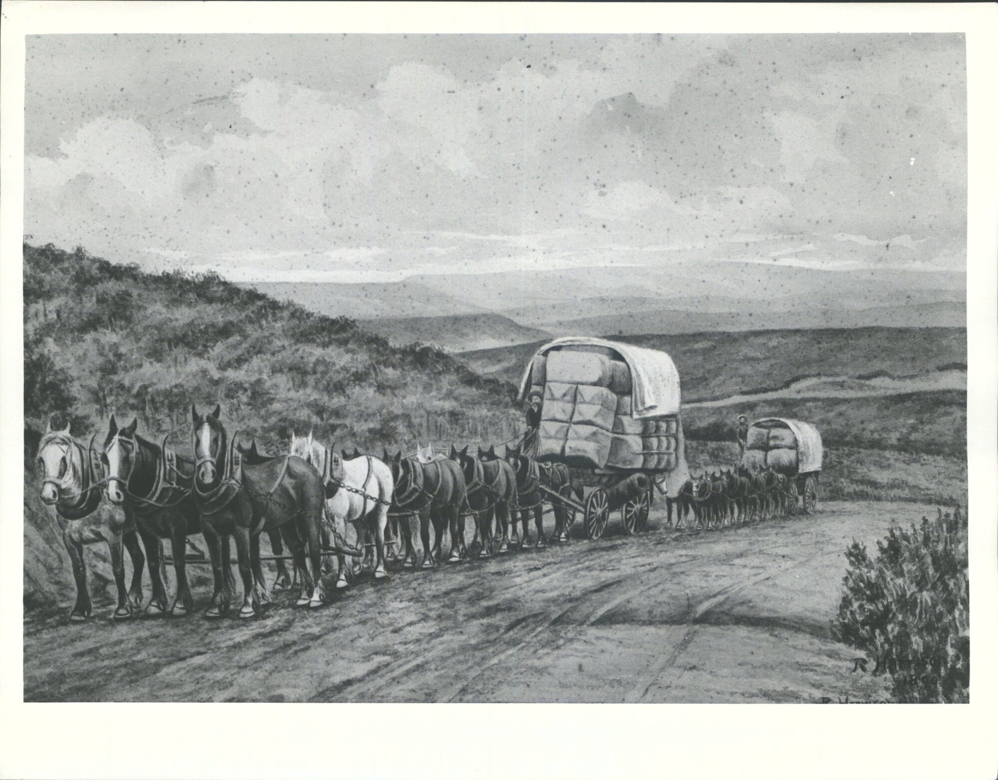 Wool wagons on the Pigroot
