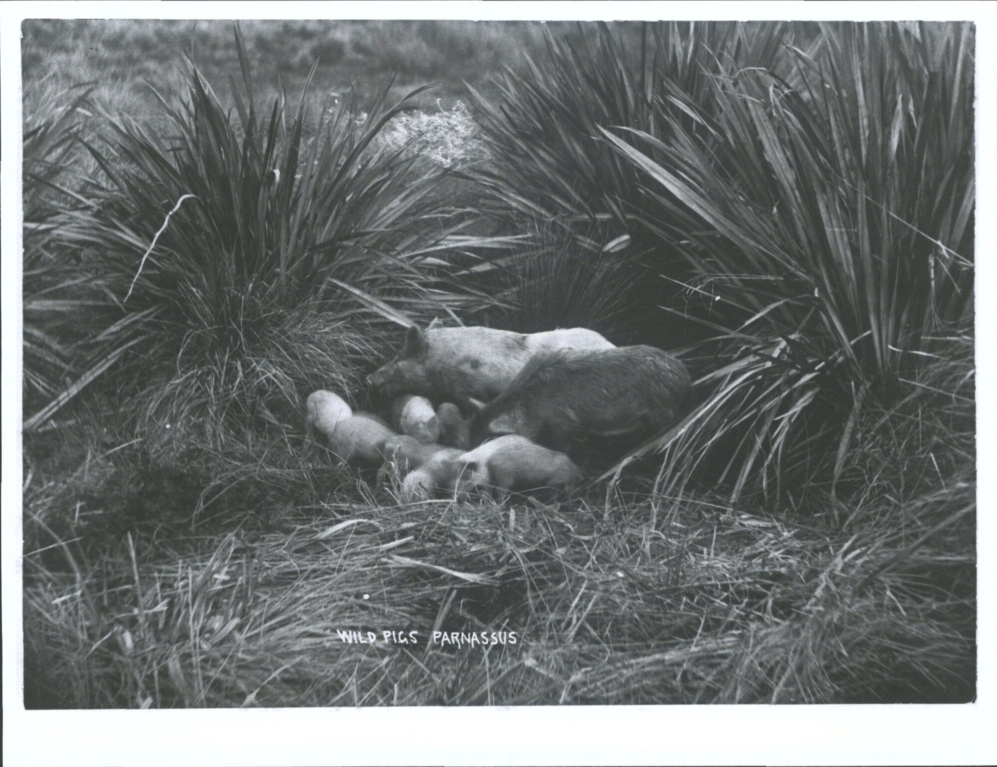 Wild pigs, Parnassus