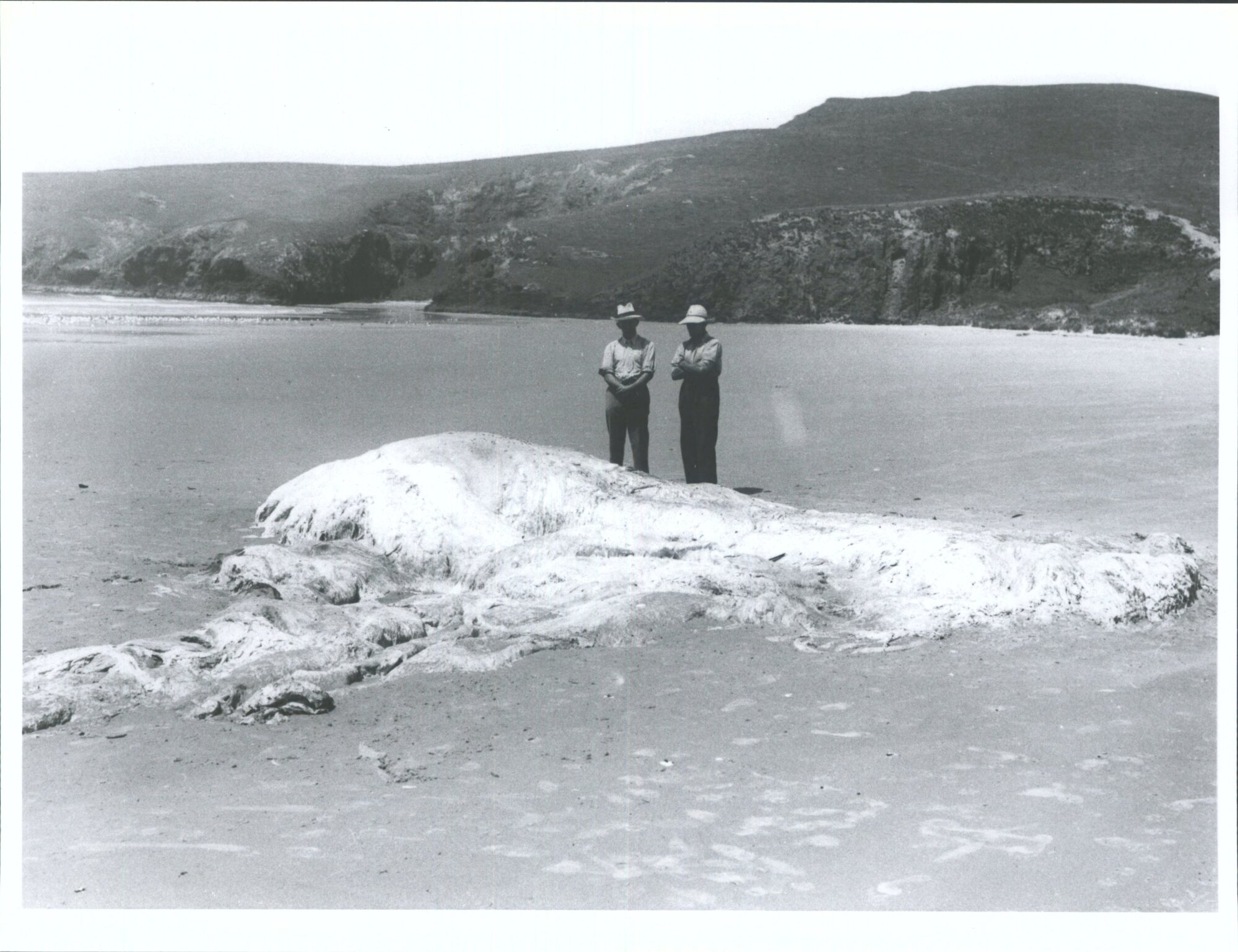 Pipikariti Beach, Otago Peninsula. Giant squid perhaps, tentacles estimated at above 30 feet in length. D.M. Reid &amp; H.D. Skinner