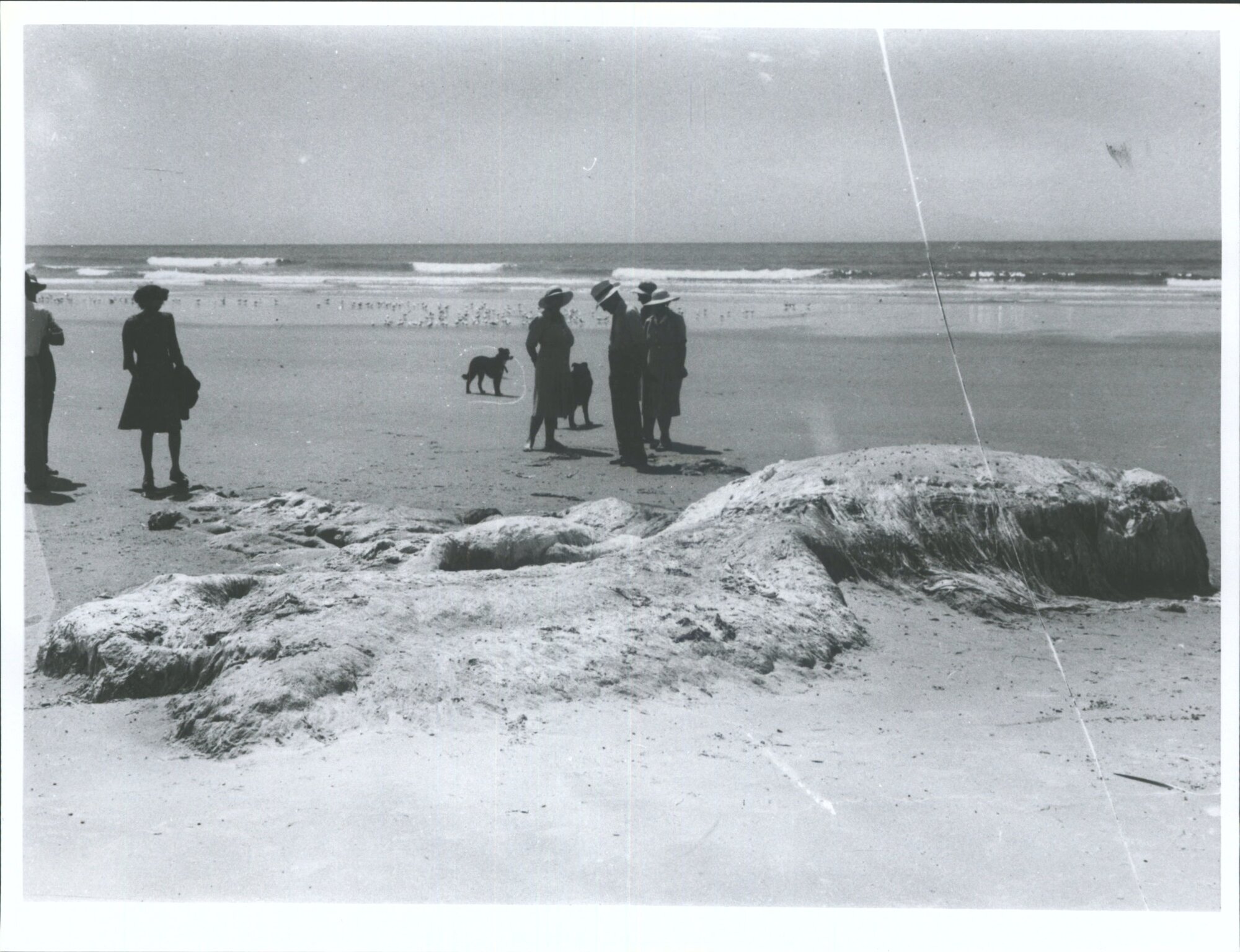 Giant squid perhaps, tentacles estimated at above 30 feet in length. H.D. Skinner, Mrs. E.L. Skinner. D.M. Reid, etc.