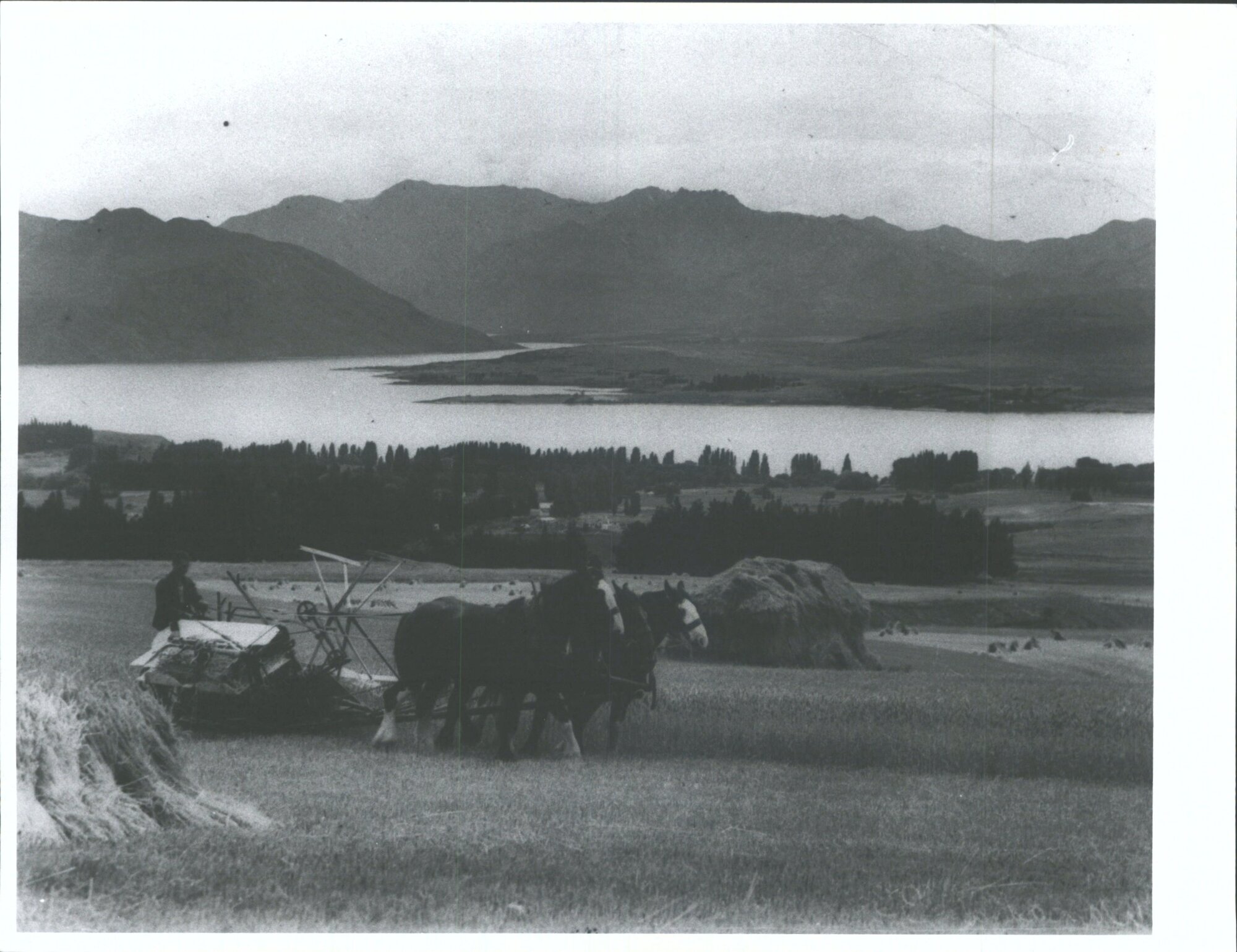 Horses in binder cutting oats