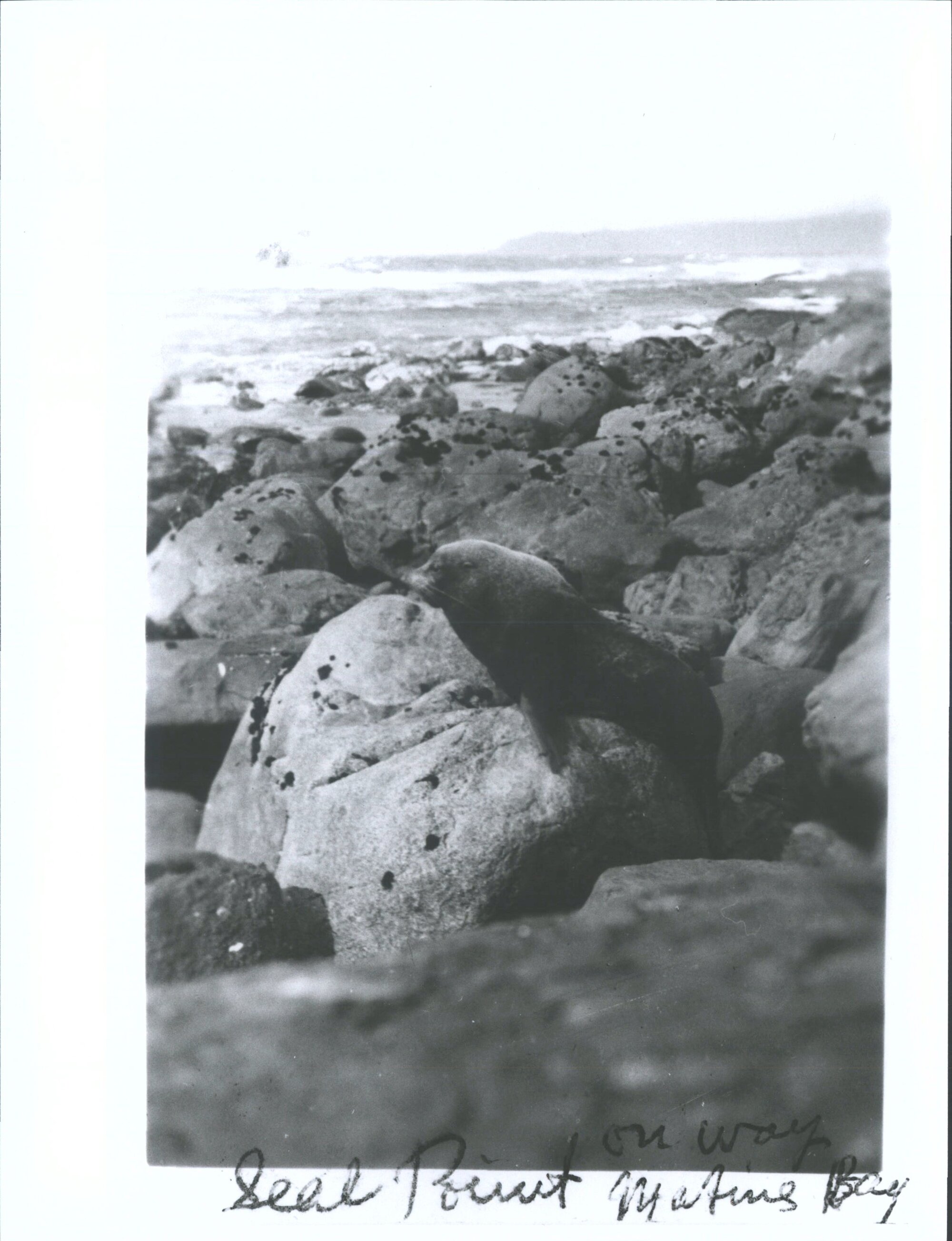 Seal at Seal Point, on the way to Martin's Bay