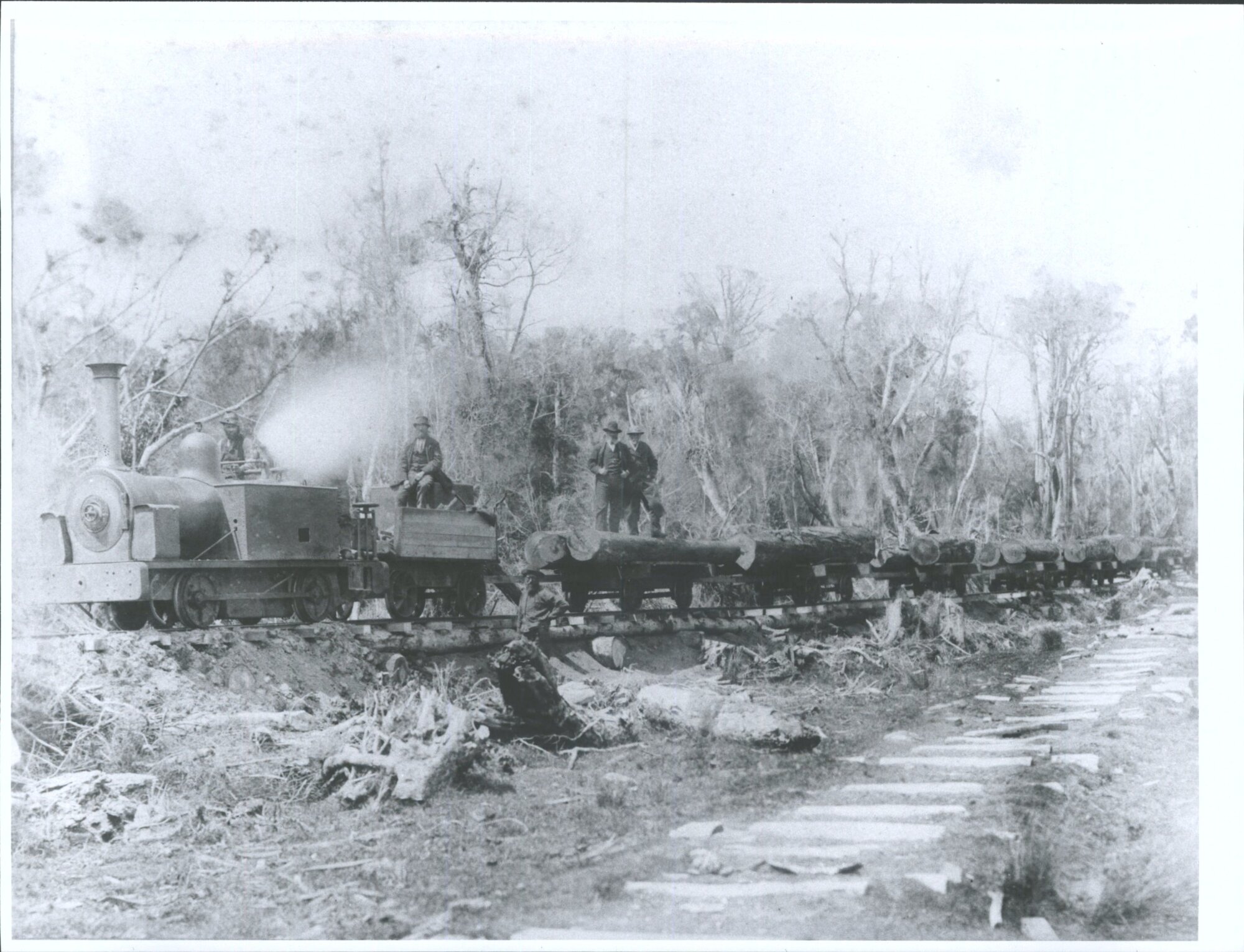 Sawmill Tramway in the Seaward Forest