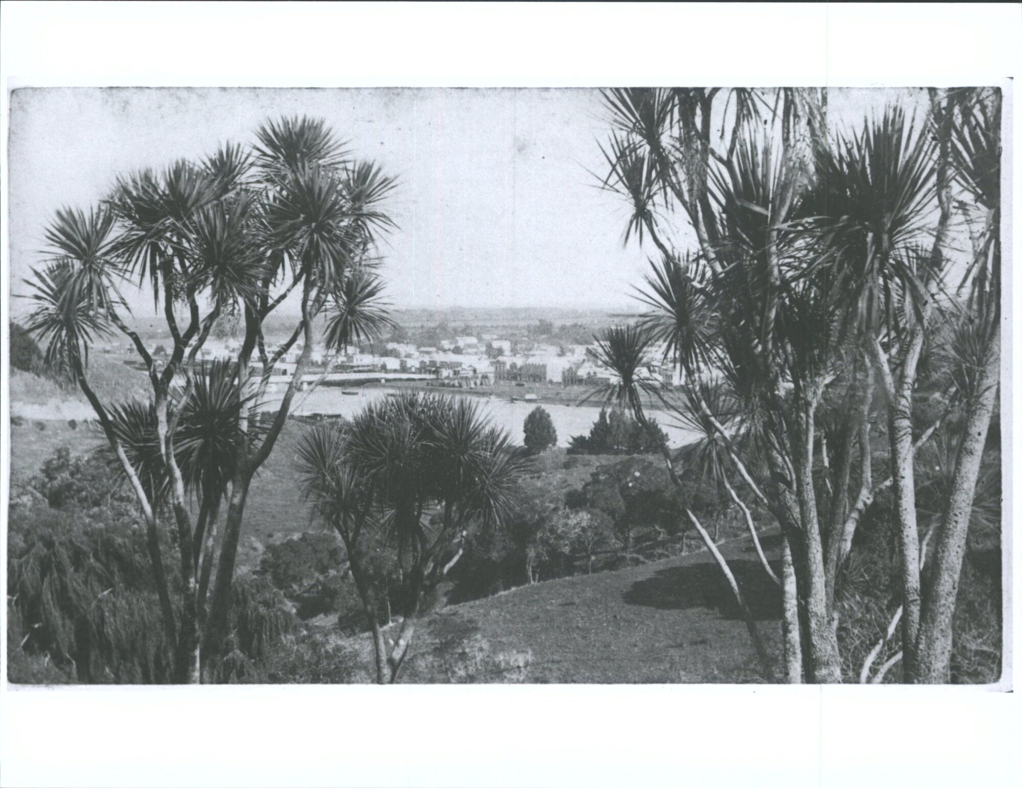 View of Wanganui through cabbage trees