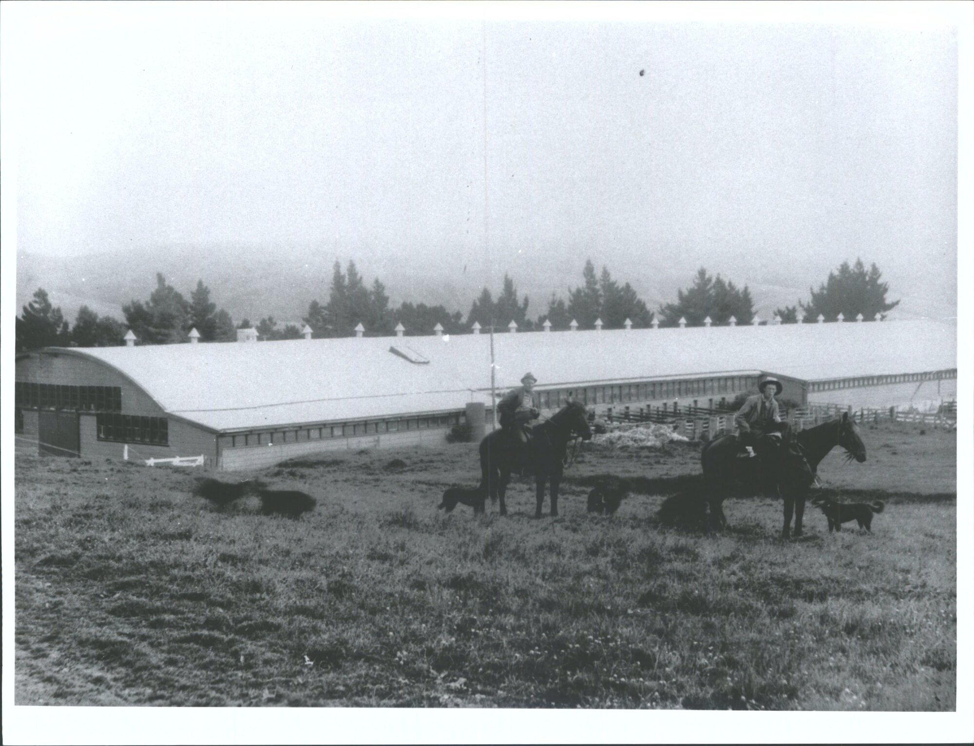 Musterers and Dogs [Moa Flat Station?]