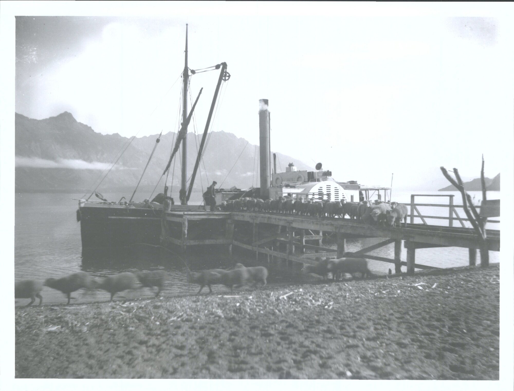 "Antrim" discharging sheep beside Lake Wakatipu