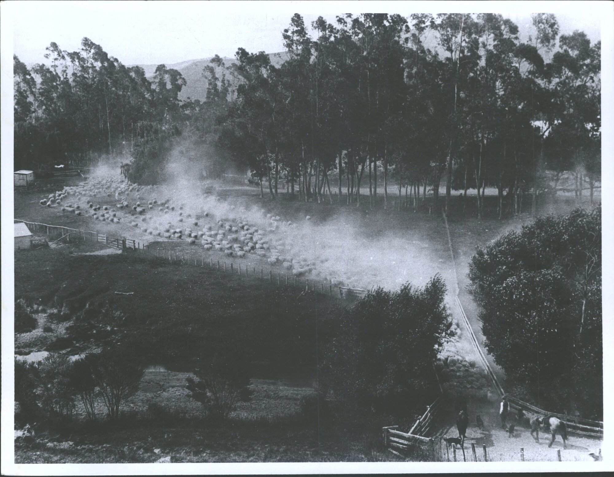 Takapau Station, East Coast, North Island
