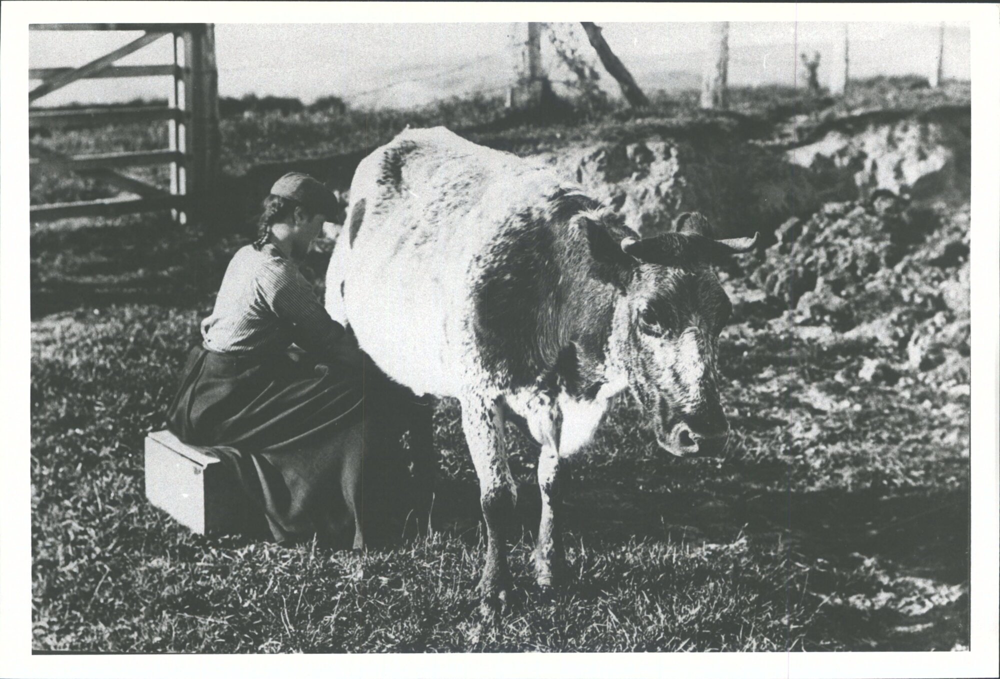 Milking time at Perry's farm