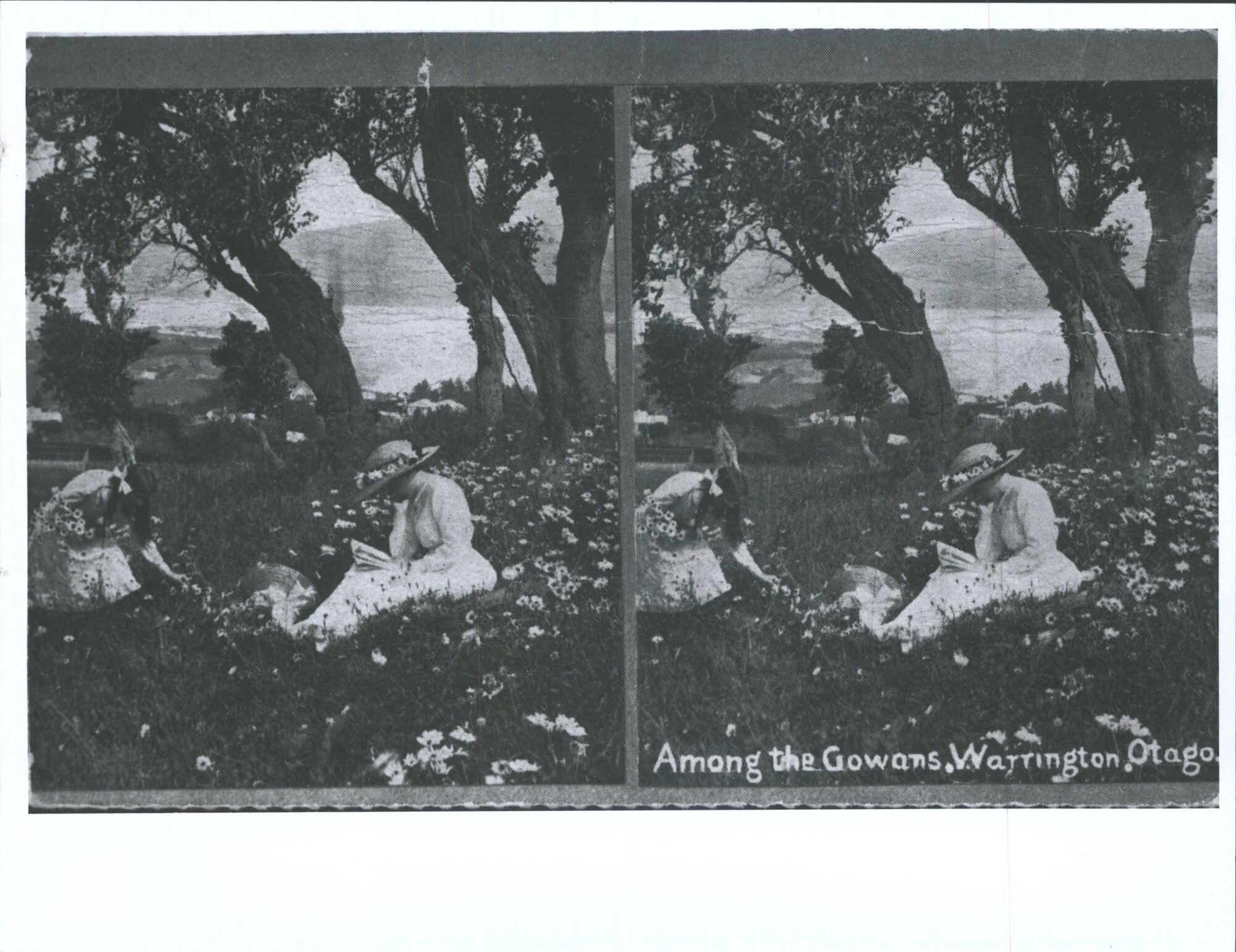 Among the Gowans, Warrington, Otago