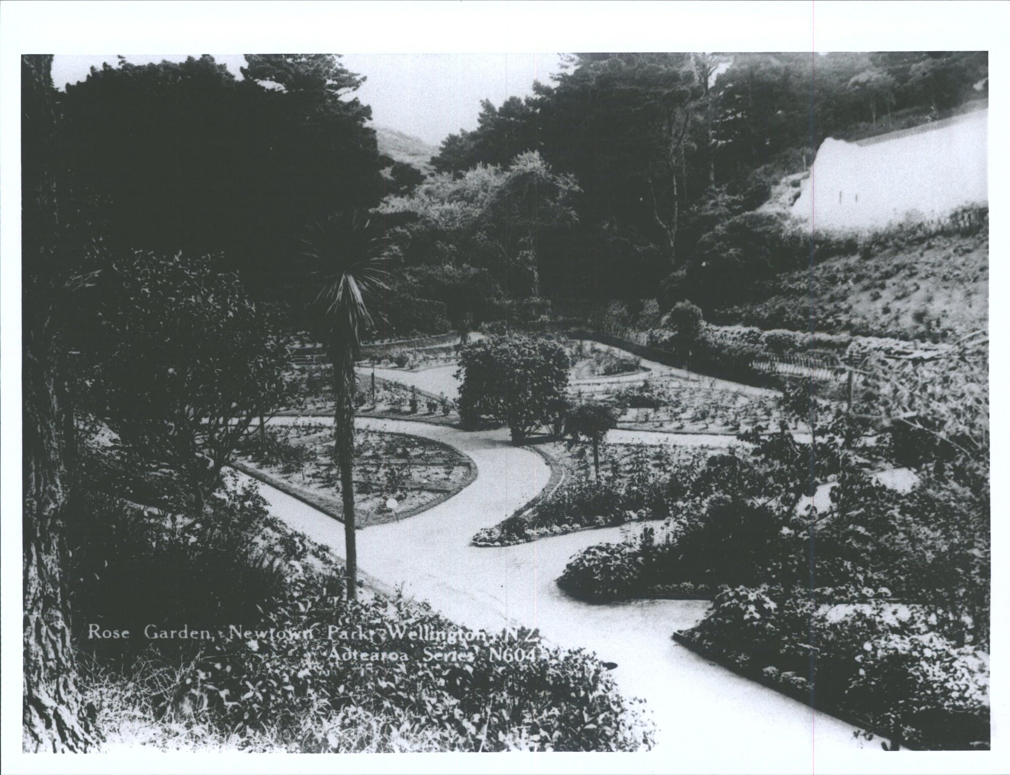 Rose Garden, Newtown Park, Wellington, N.Z.