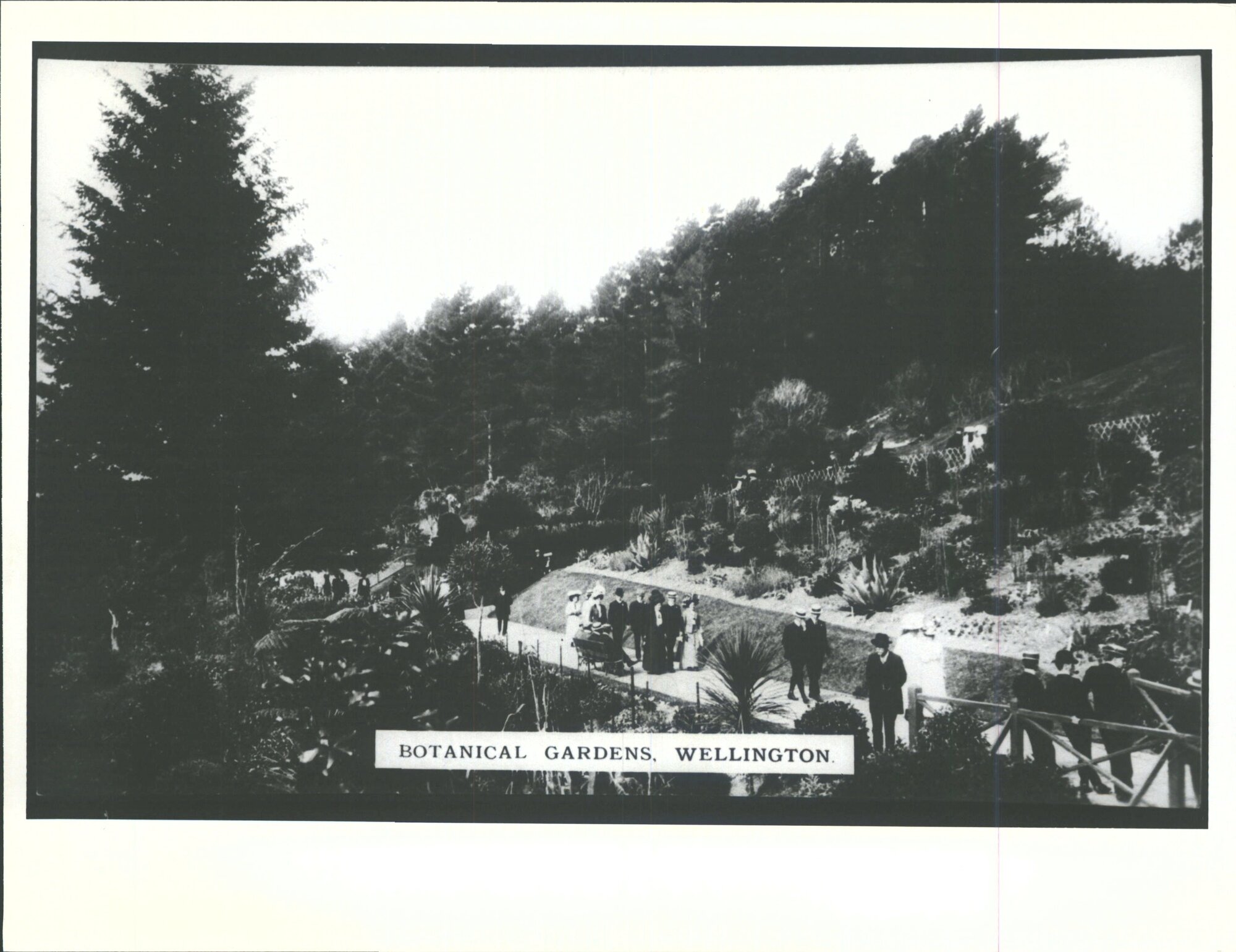 Botanical Gardens, Wellington, N.Z.
