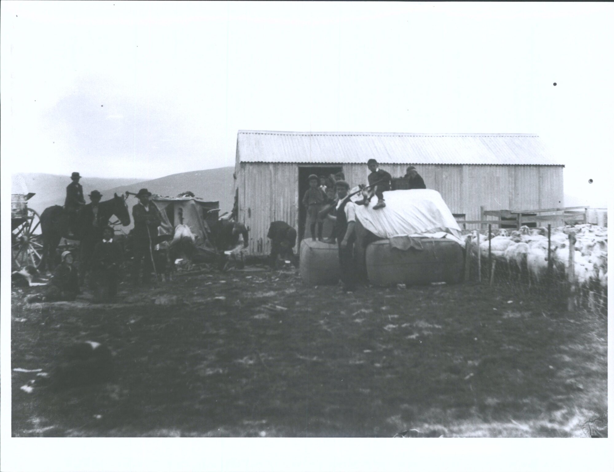 View of Hanger's Sheep Station Woolshed