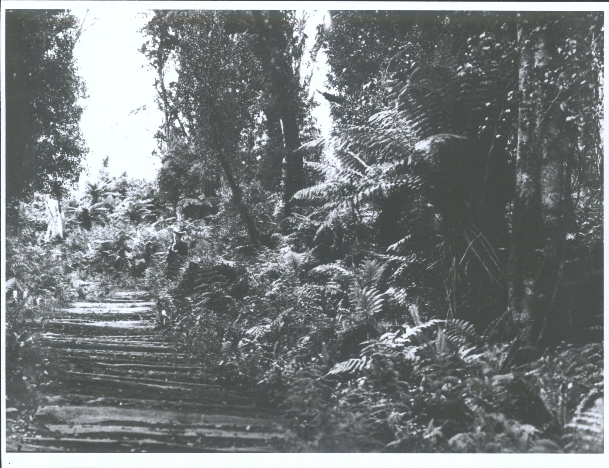 Stewart Island Bush Scene