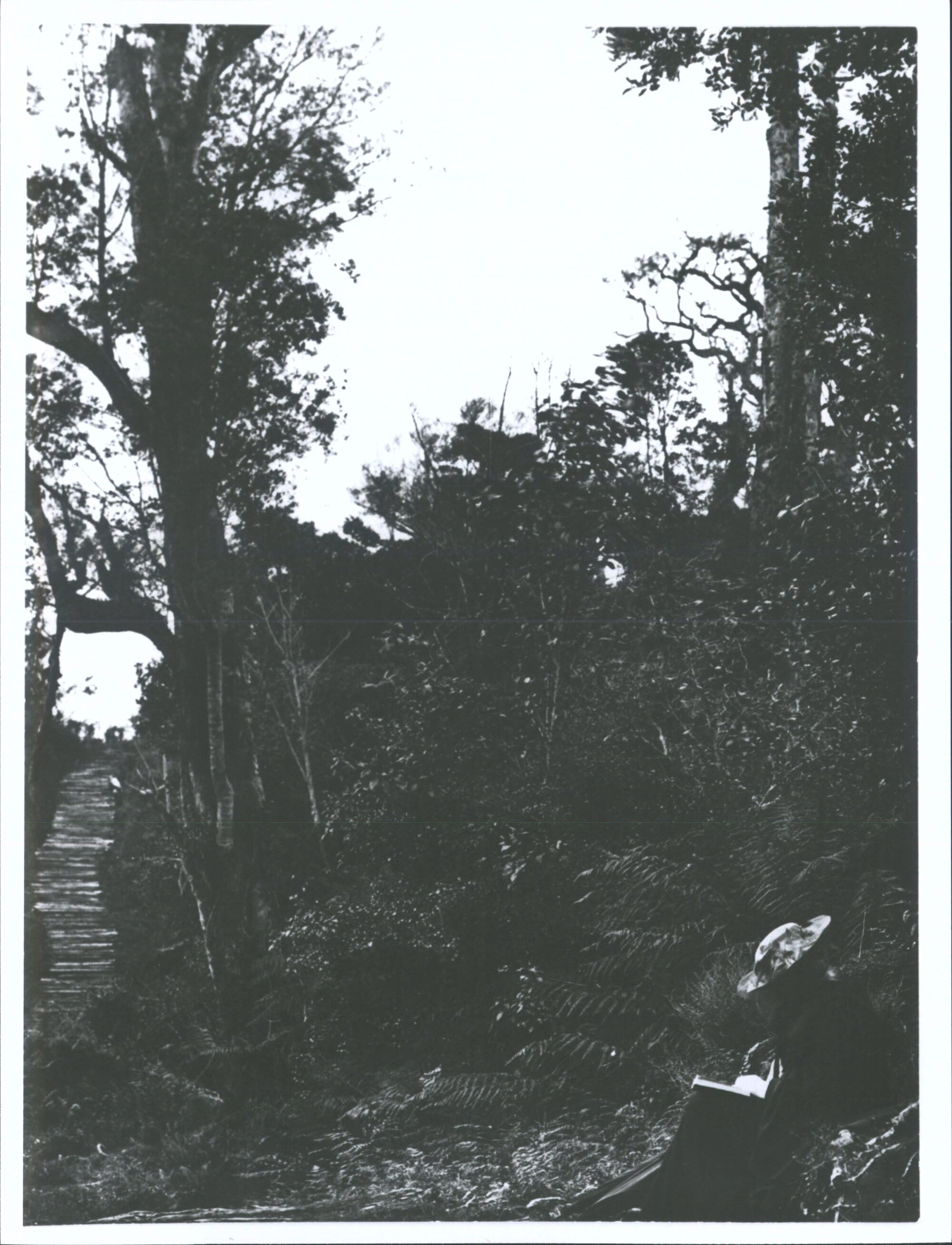 Woman Reading on Stewart Island Track
