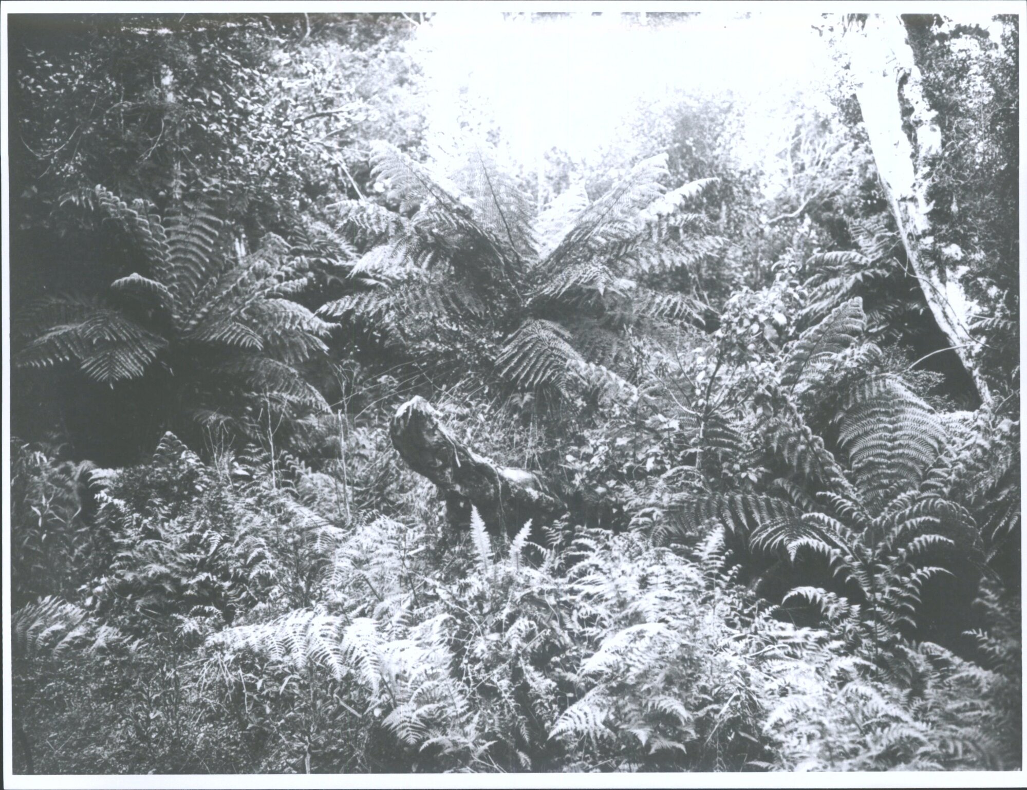 Ferns in Stewart Island Bush